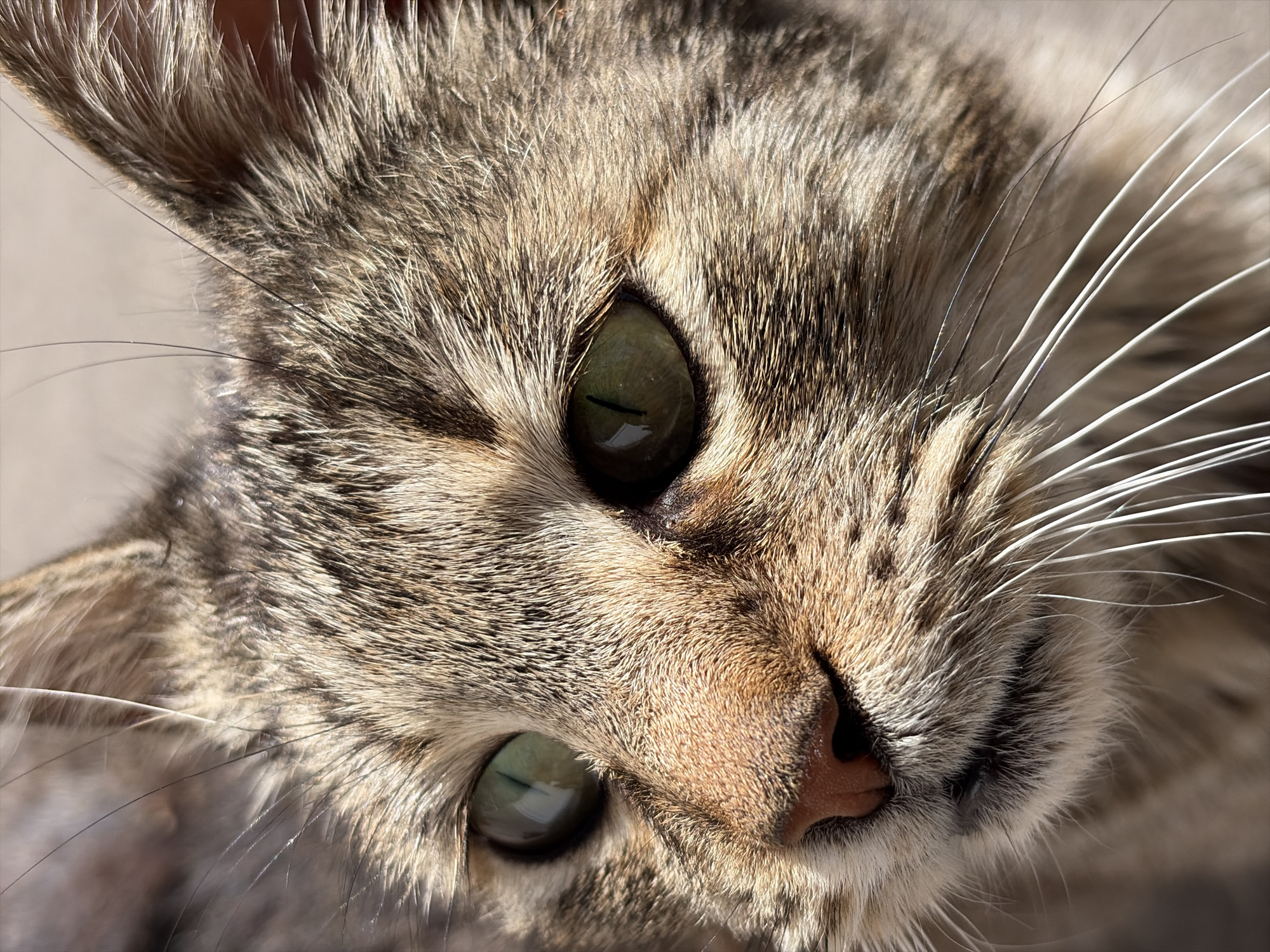 Tabby cat photographed in multiple poses during three-minute span
