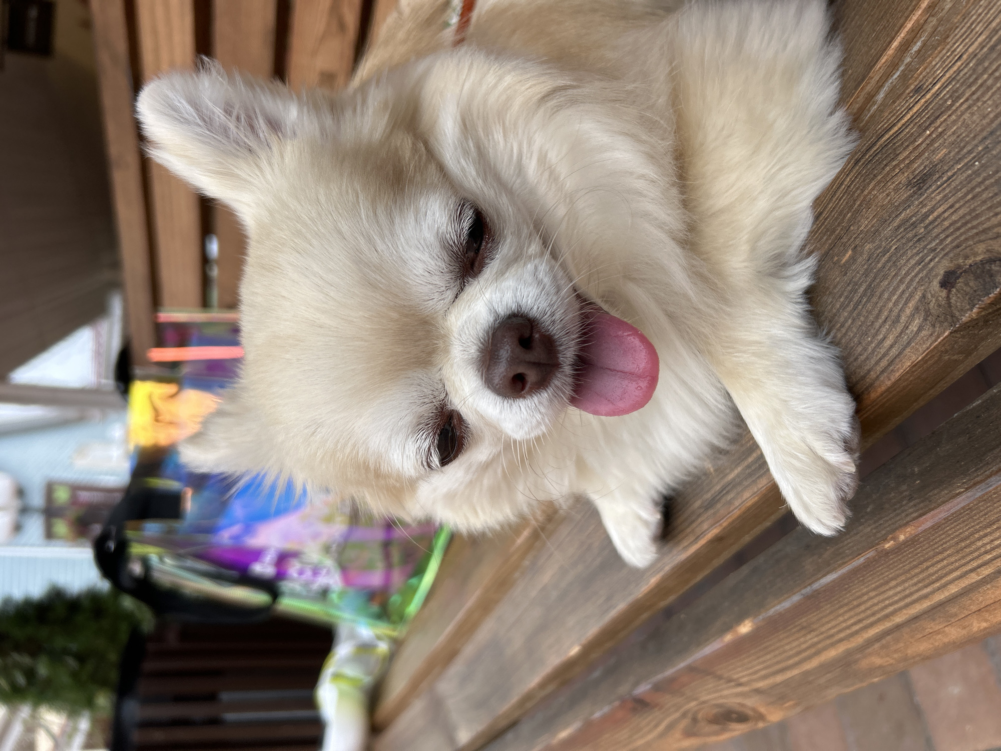 Pokrovskoe's pet-filled outdoor shopping strip on a summer morning