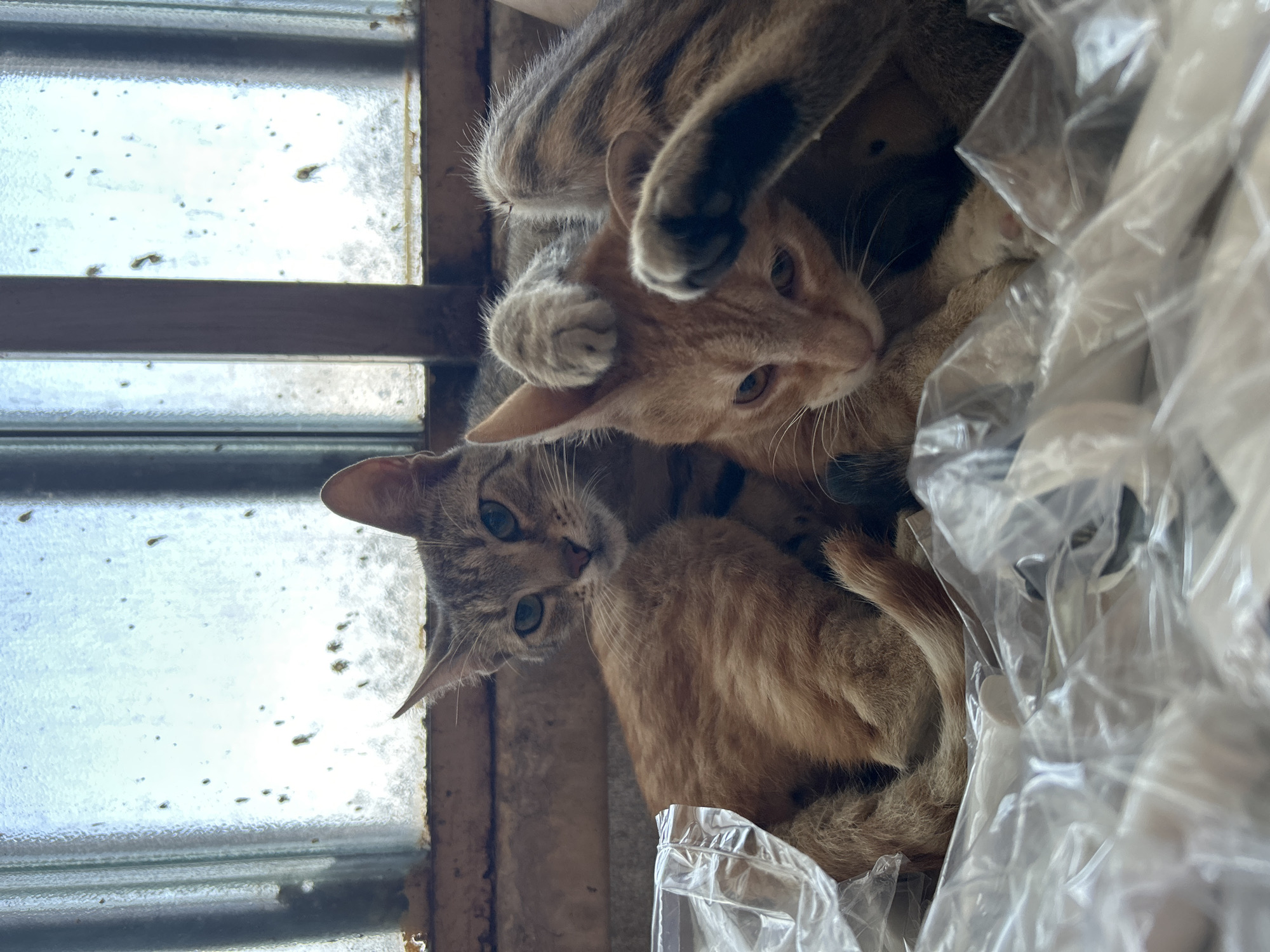 Two cats rest together by window in Struma, Bulgaria