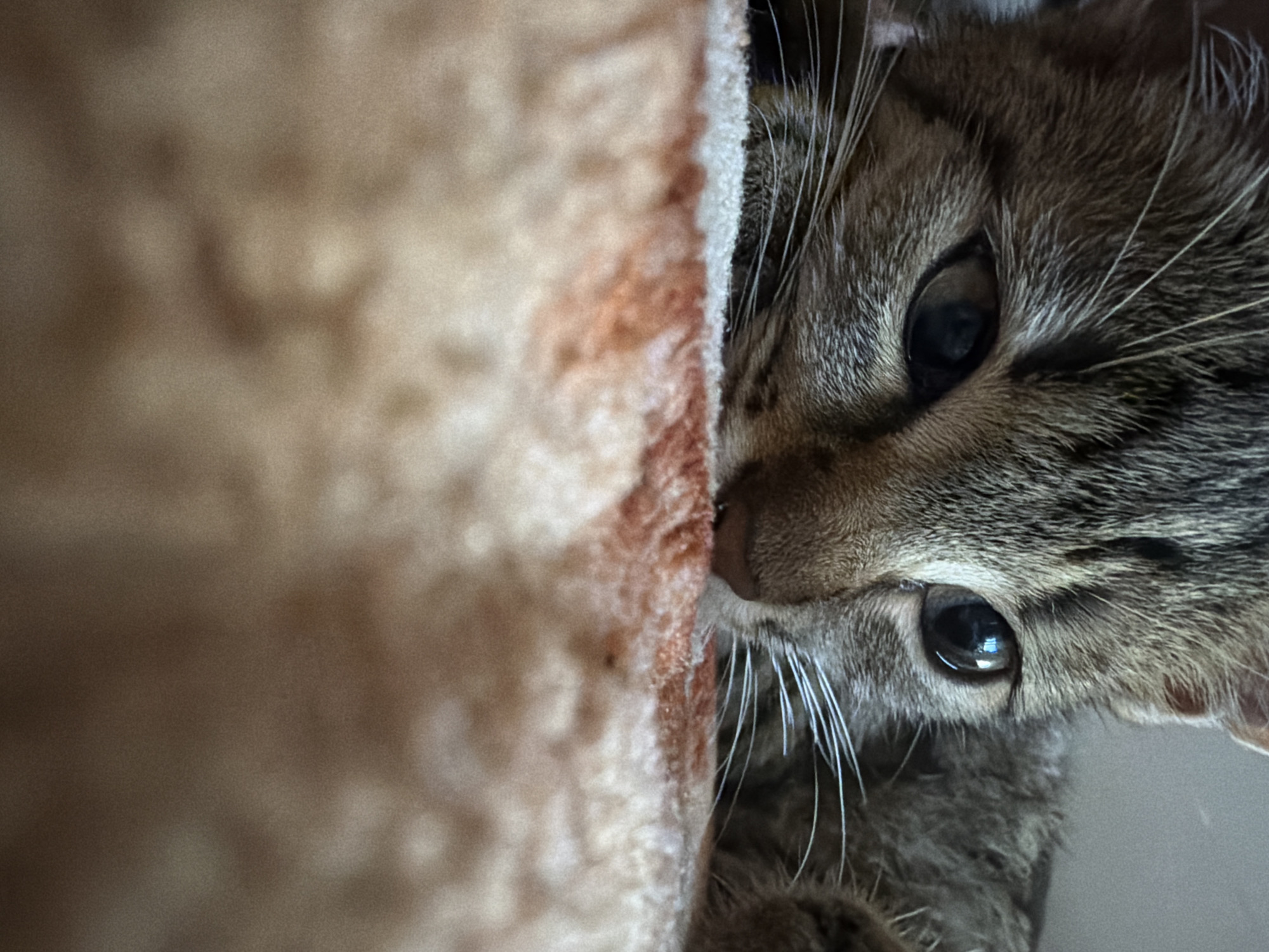 Tabby cat, 3D-printed figures, and collectibles at home