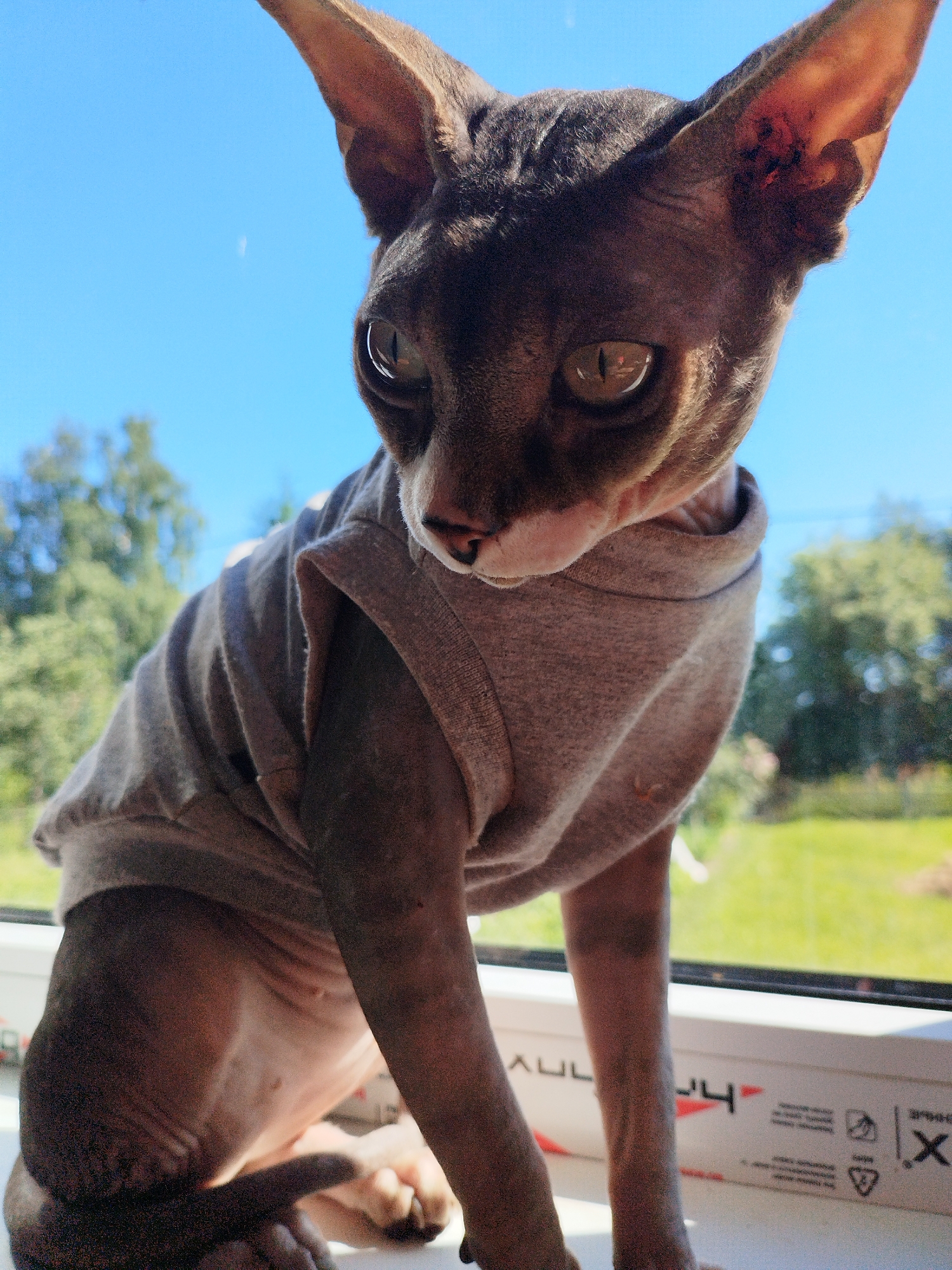 Dressed Sphynx cats and a kitchen tabby in a home shoot