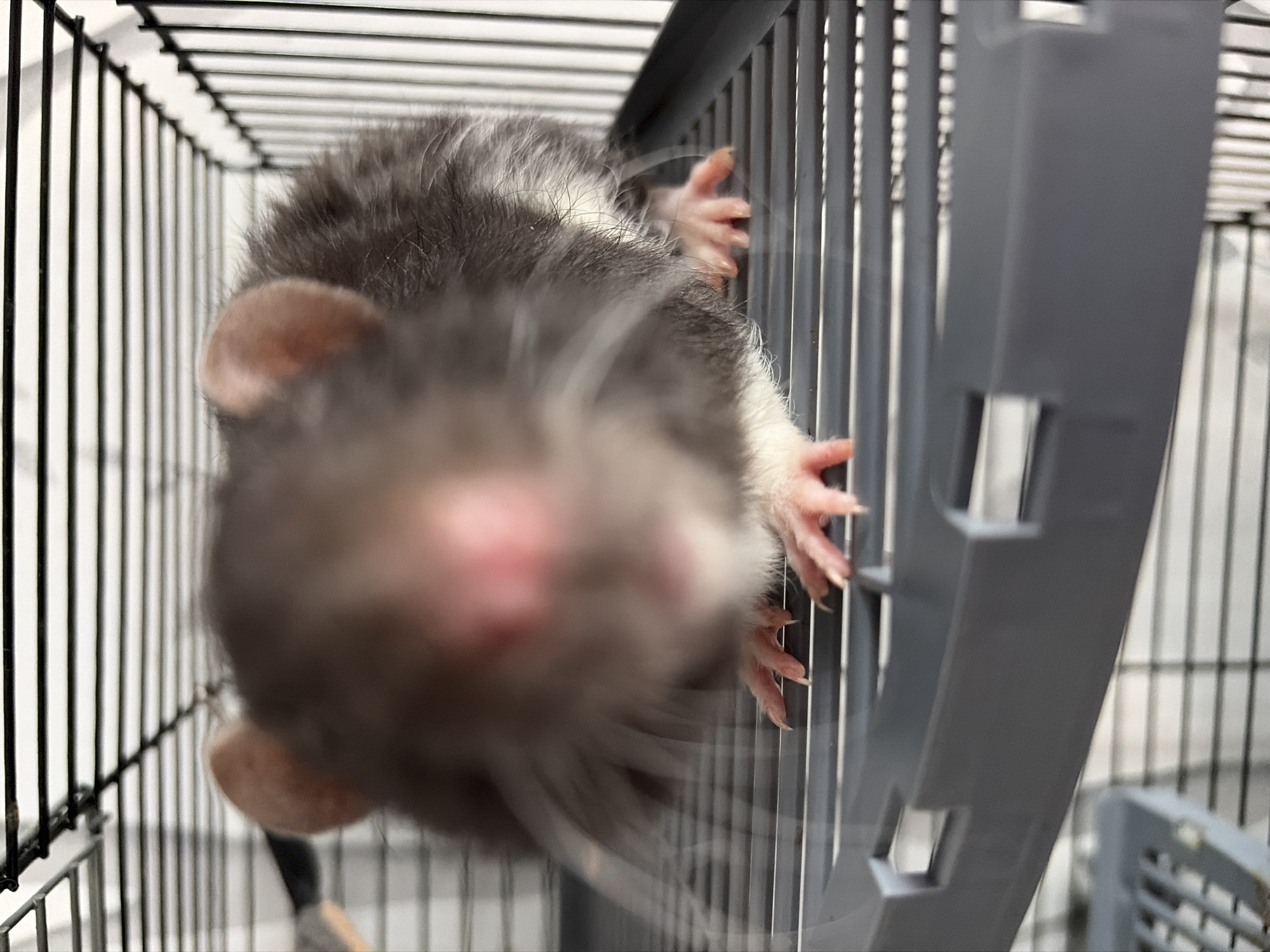 Pet owner documents domestic moments with rat and gaming setup