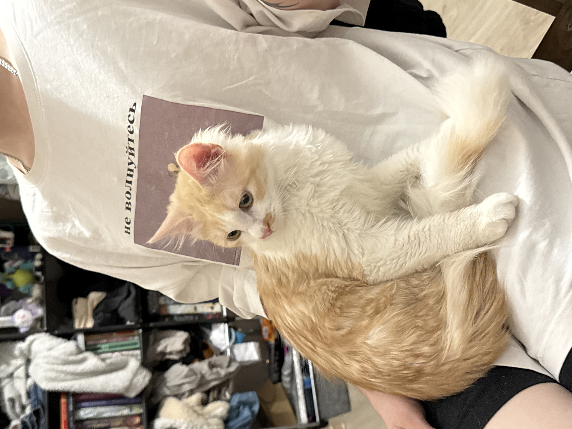 Young person spends evening at home with cats in Saint Petersburg