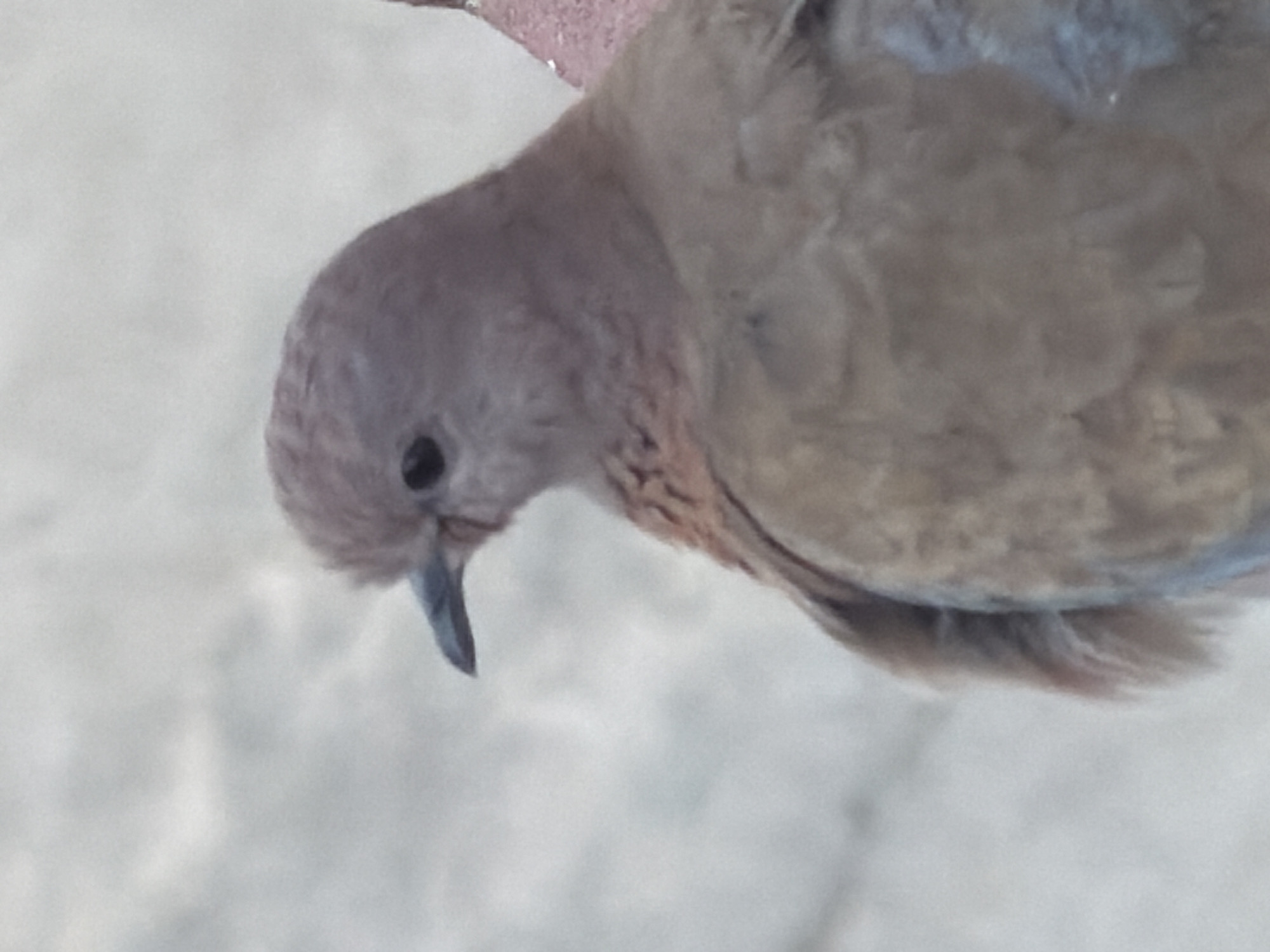 Eurasian Collared Doves on a rooftop in Chirchik, Uzbekistan