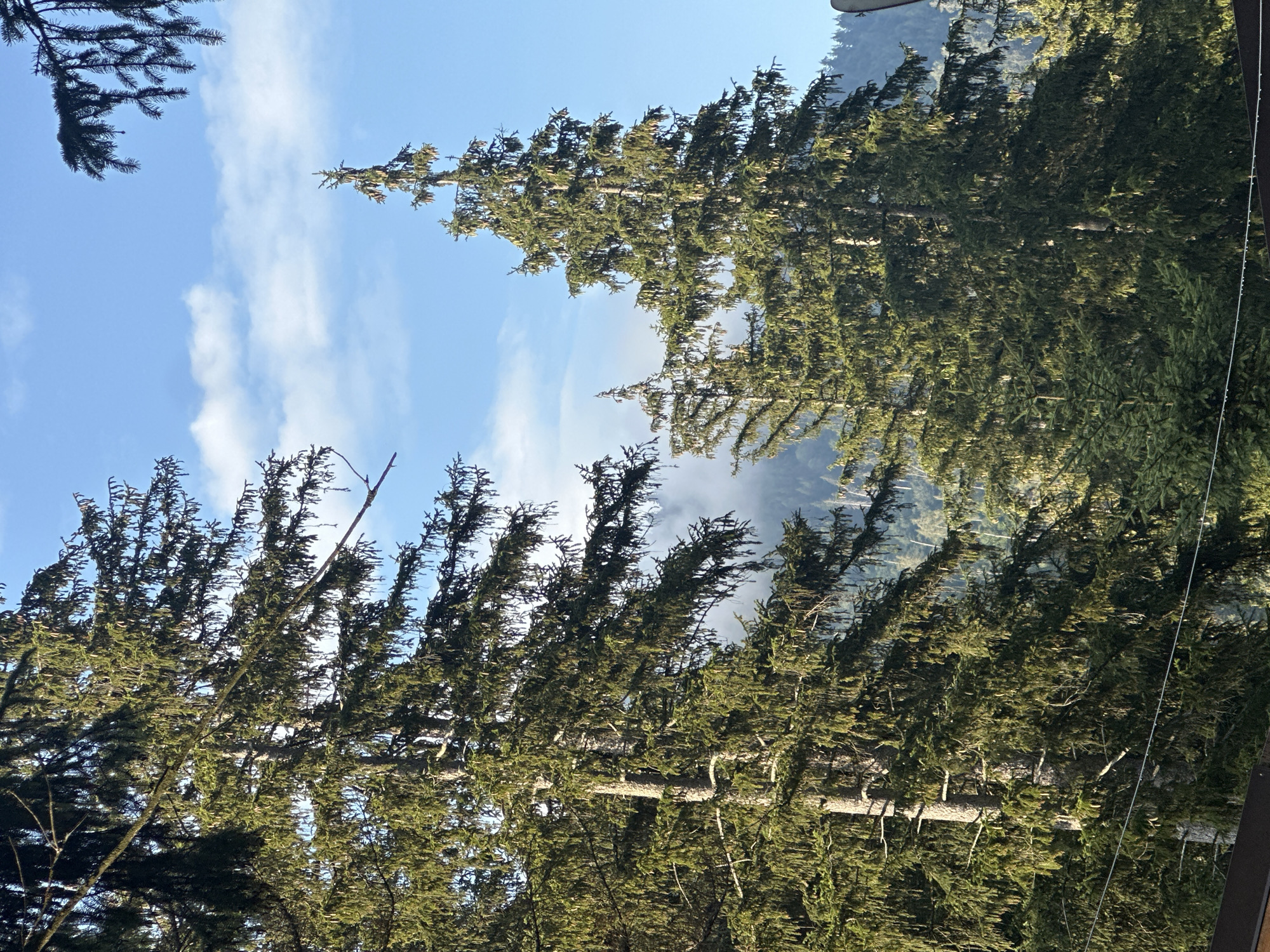 Looking up through cone-laden fir canopy in Borno, Italy