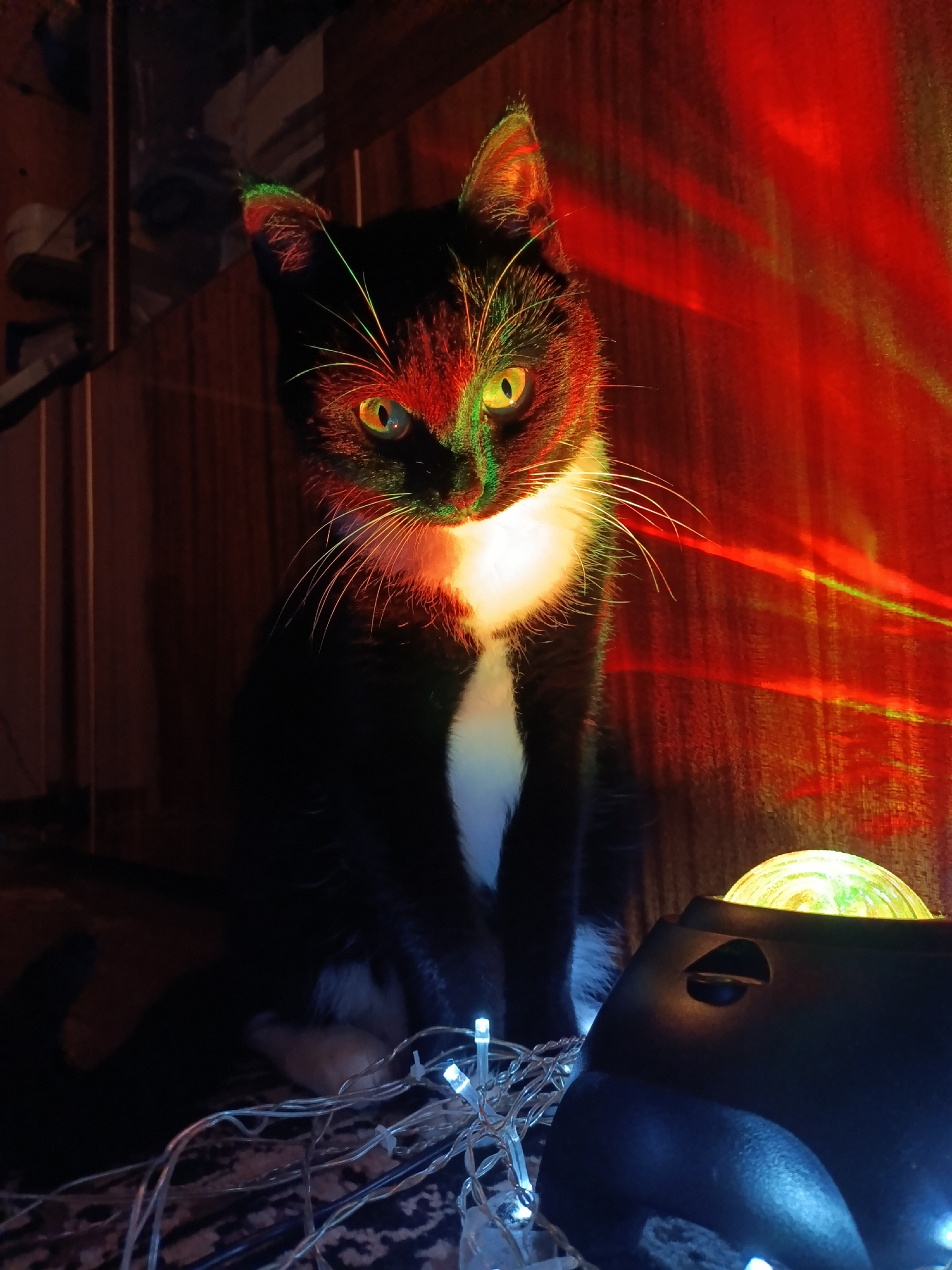 Cat chilling in a cozy, colorfully lit home setup