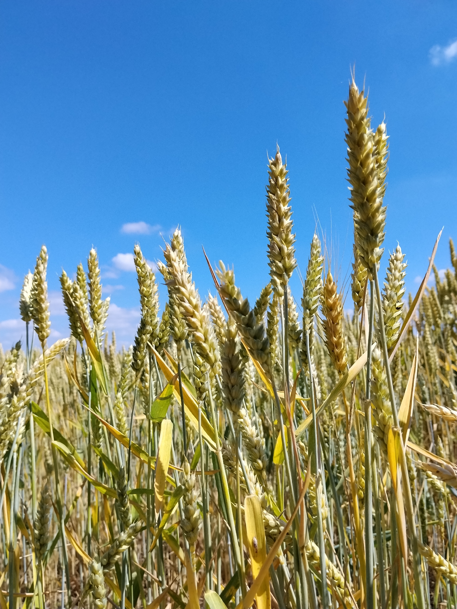 Summer field walk: wheat, wildflowers, and ladybugs up close
