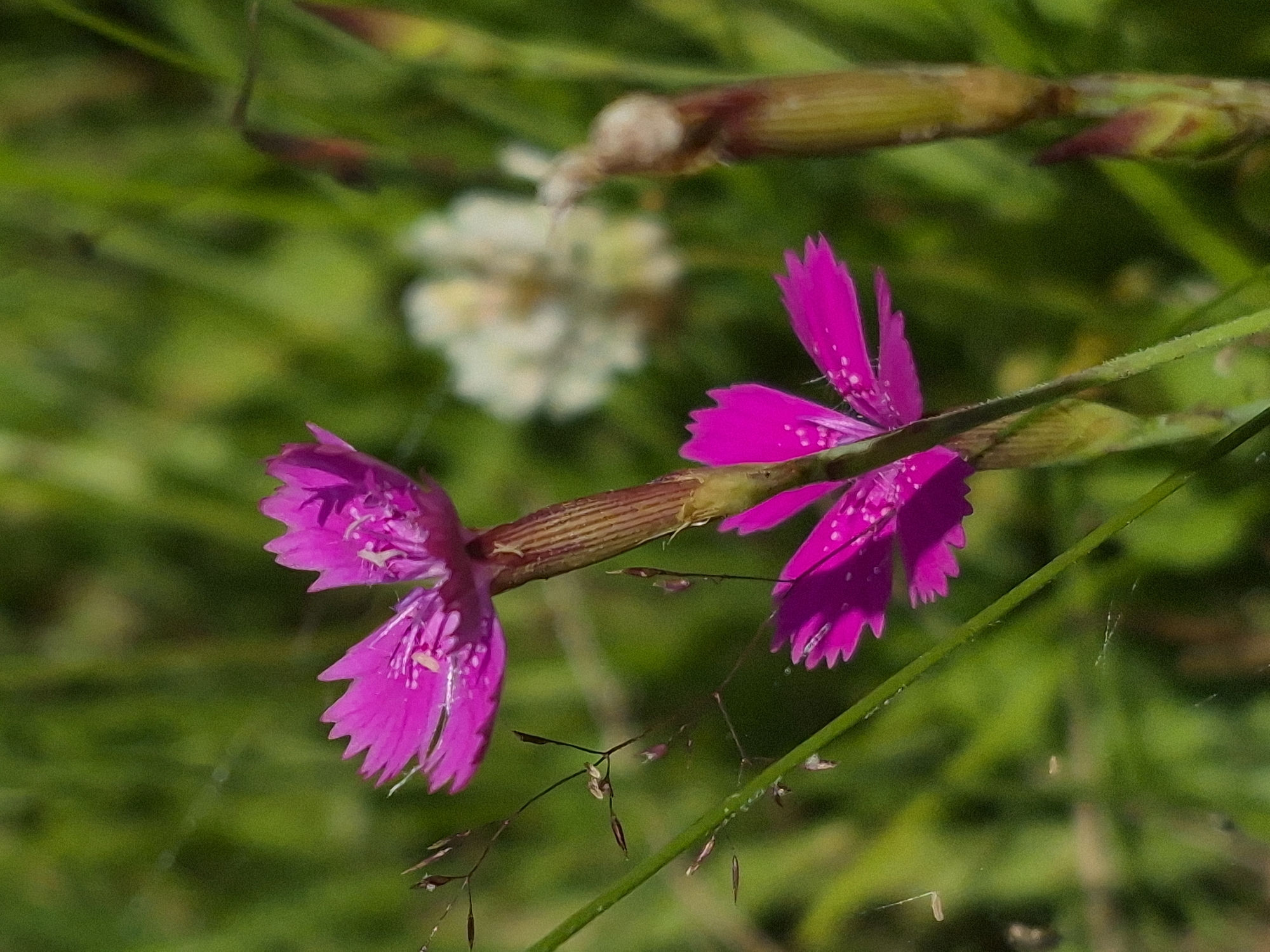 Pink Dianthus flowers in close-up, Sooblase, Estonia