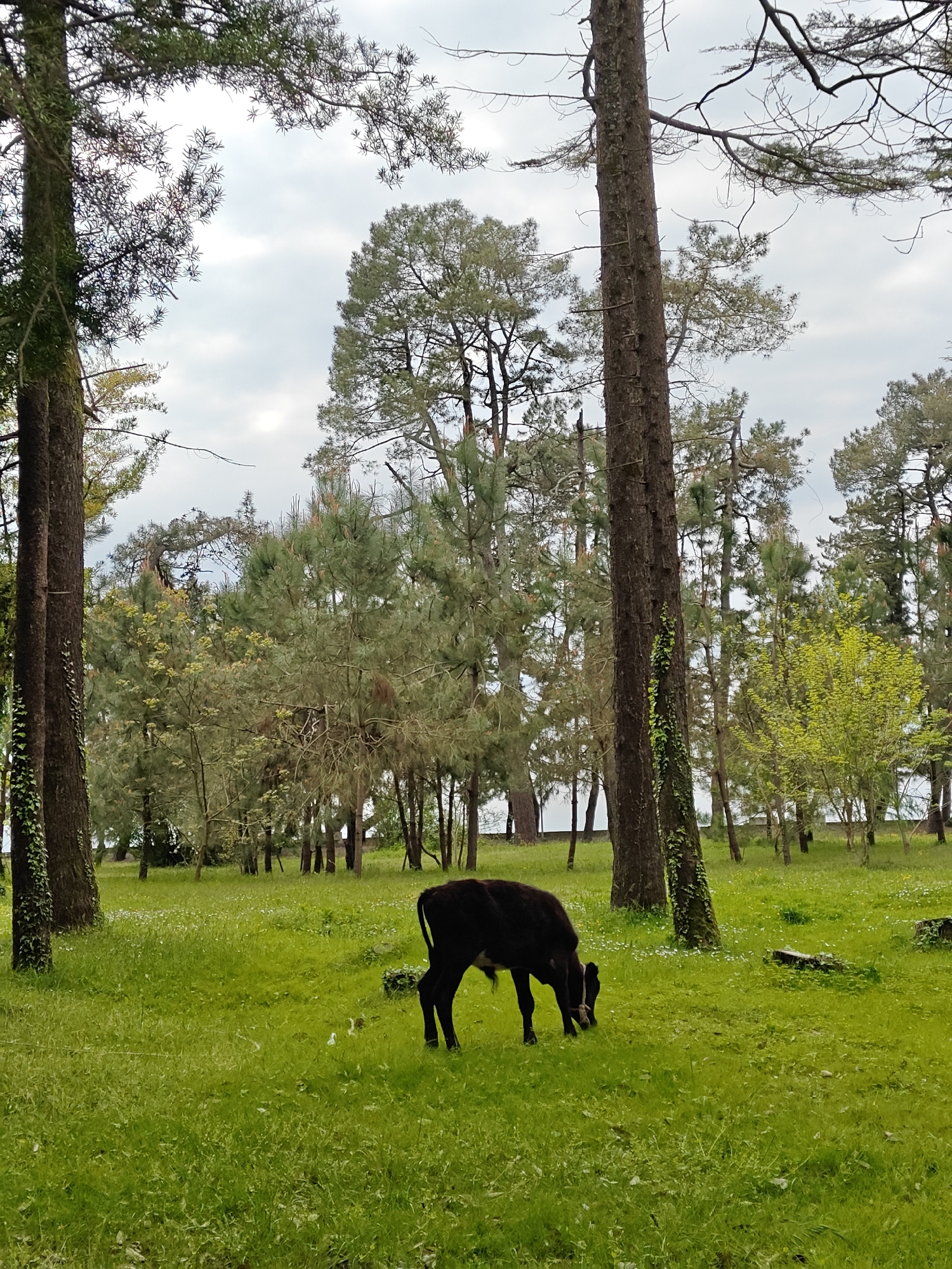 Cow spotted grazing in Kobuleti park area