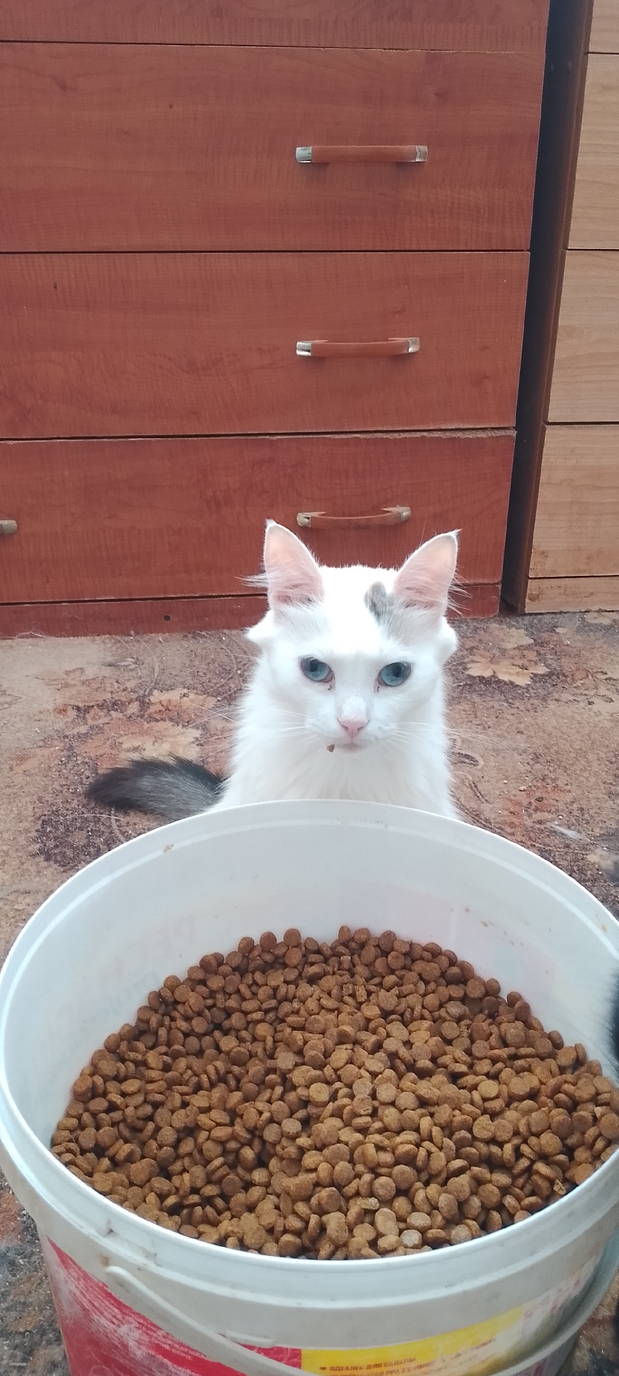 Cats, dogs, and butterflies on a Belgorod morning