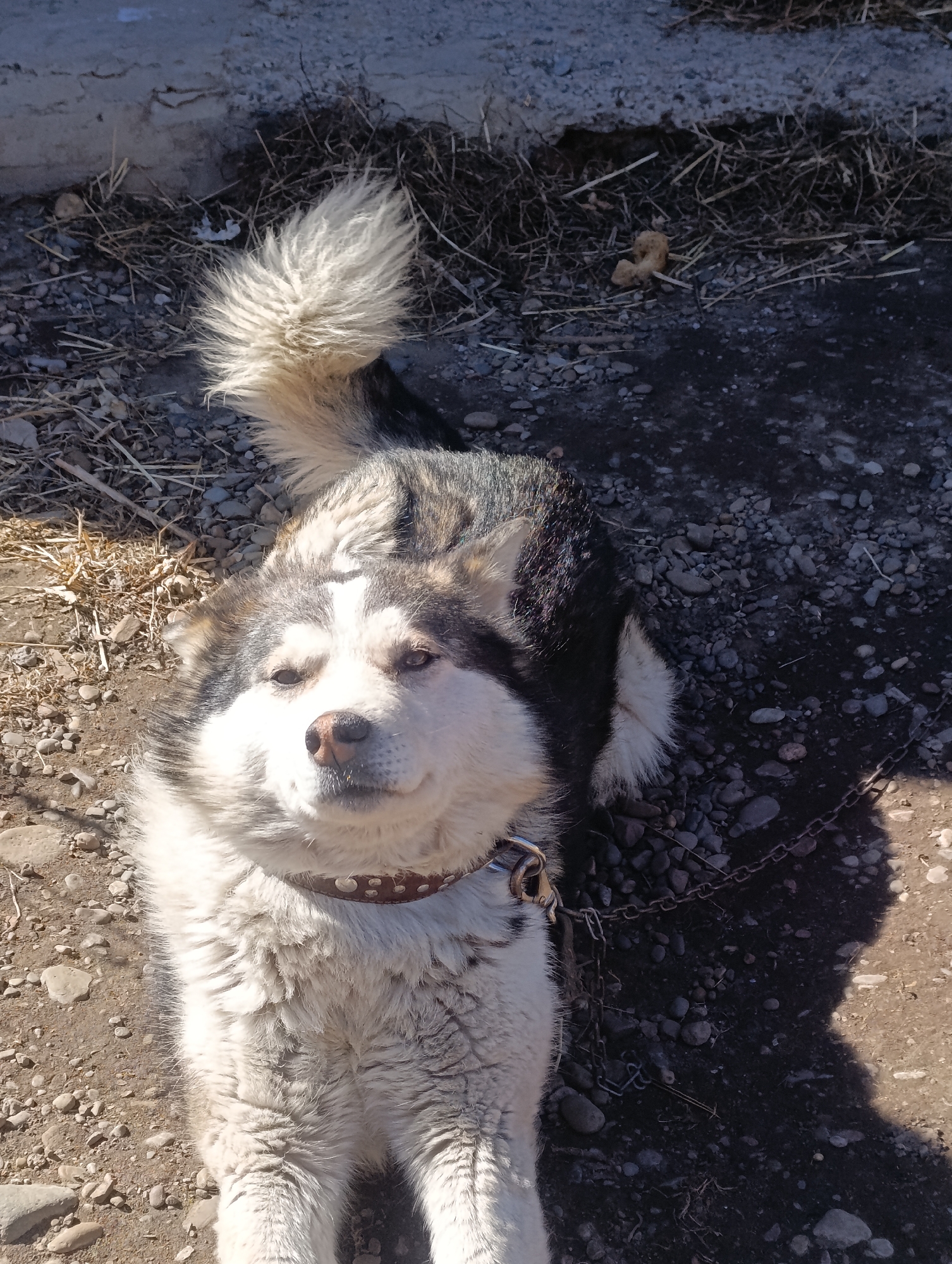 Morning scenes across Krasnoyarsk feature resting husky, cityscapes