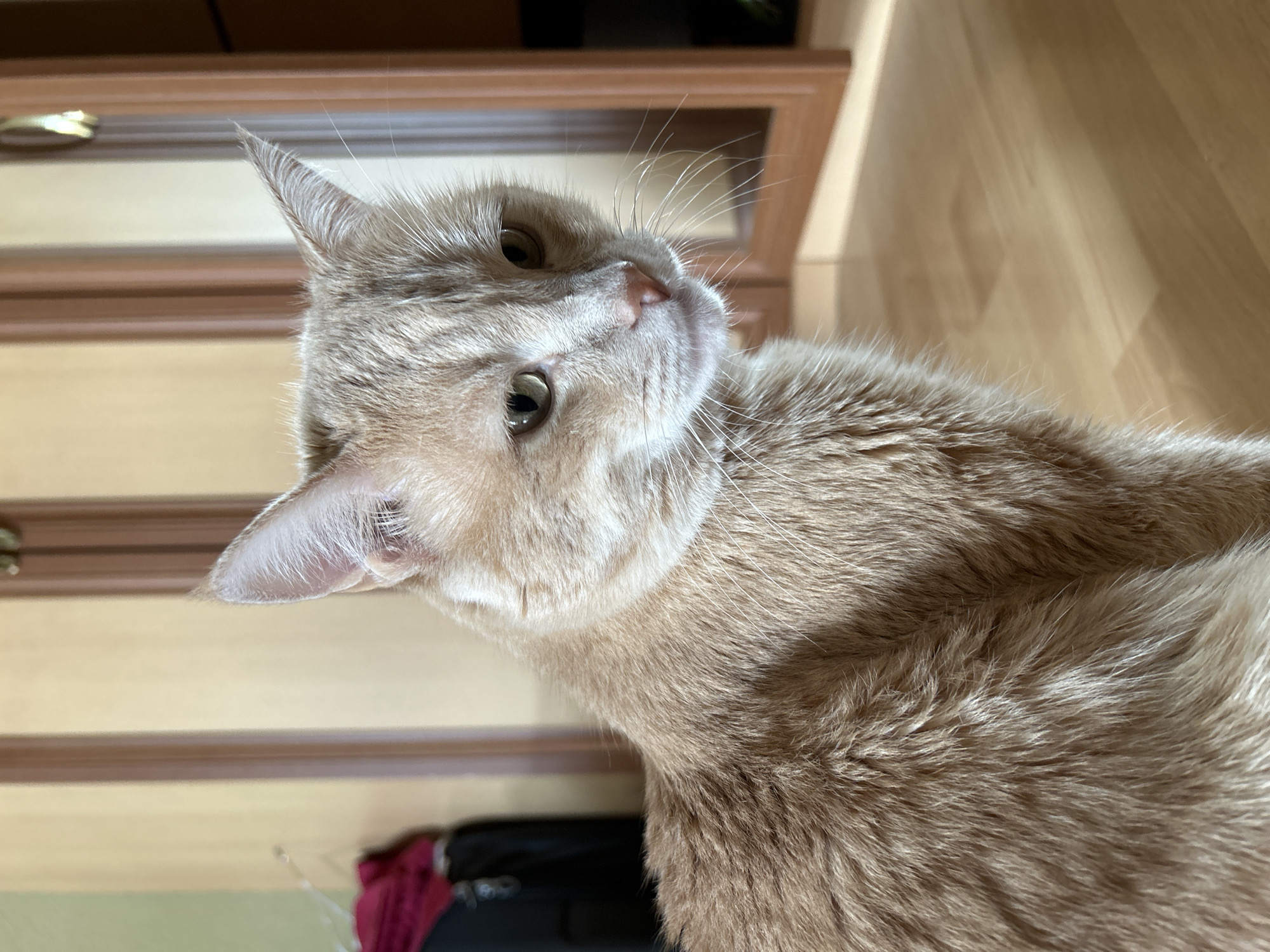 Cats, tomatoes, and paintings in a Moscow apartment