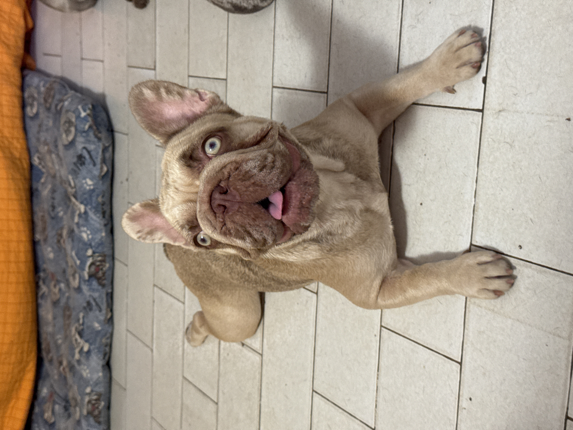 French bulldogs lounging at home in San Benedetto del Tronto
