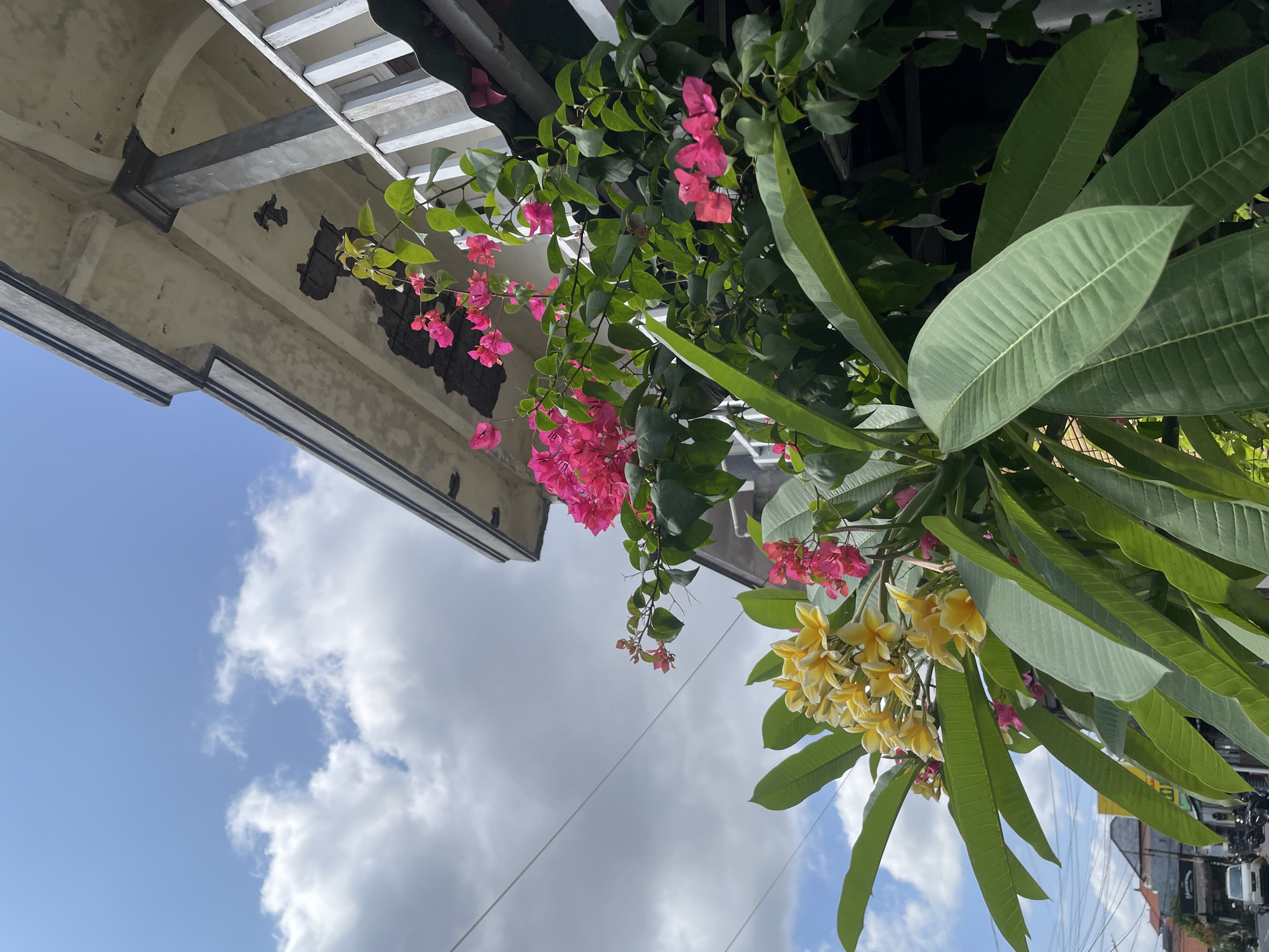 Tropical flowers bloom outside North Kuta building at dawn