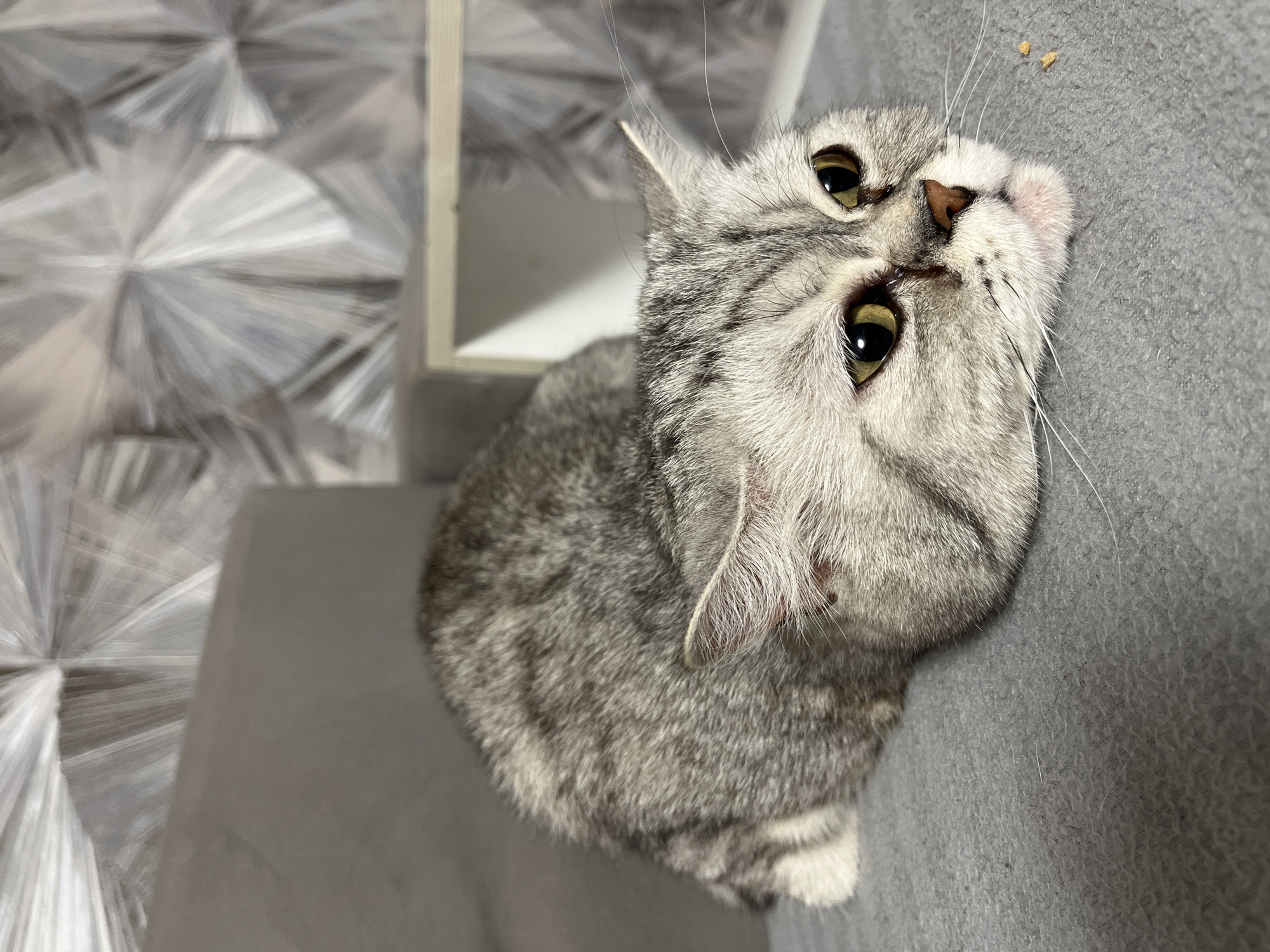 Tabby cat spotted resting indoors in Chaikovsky, Russia