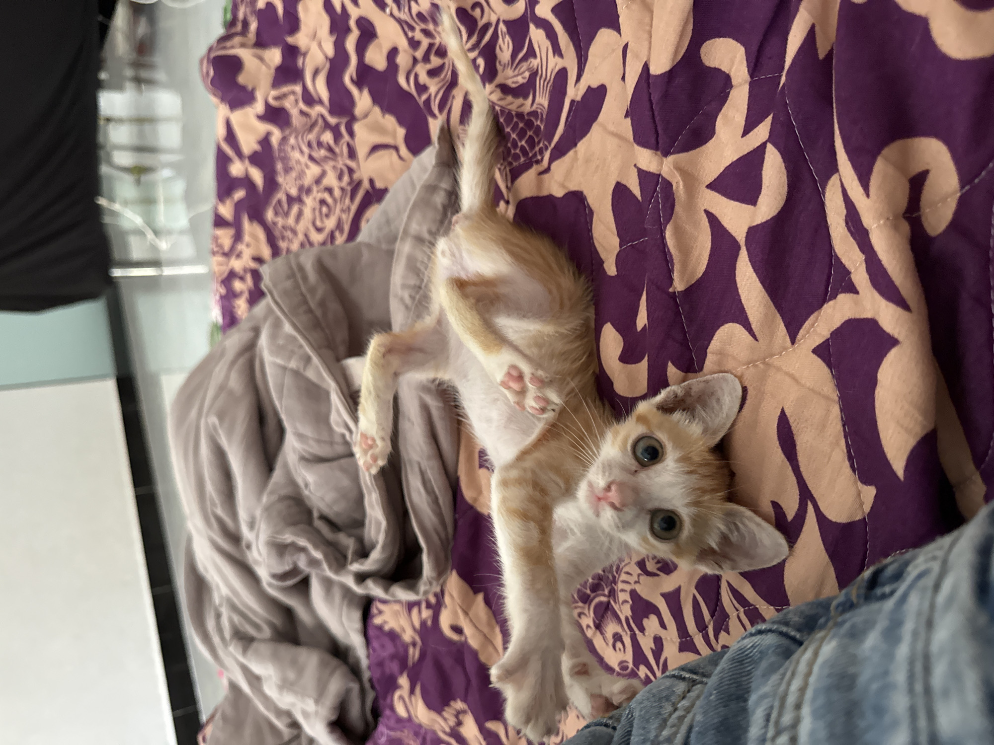 Kitten playtime and scooter rides around Mũi Né