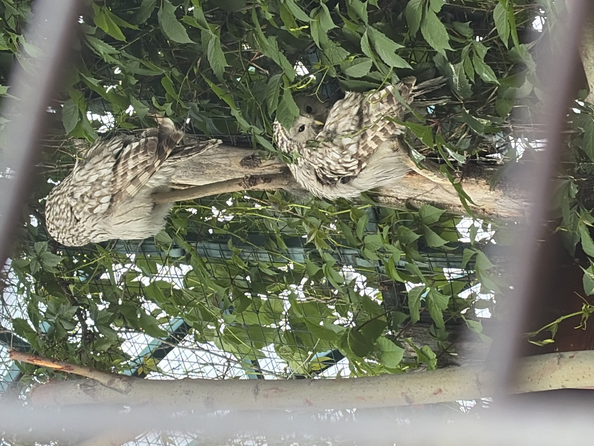Afternoon zoo visit with wildlife, enclosures, and nature close-ups