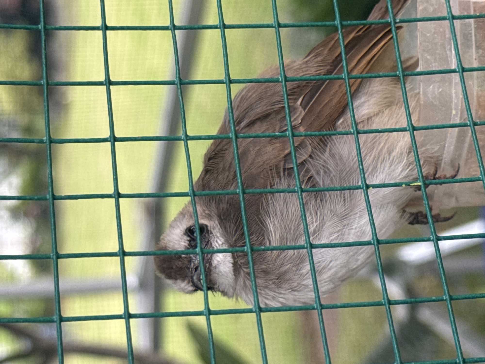 Caged birds observed in outdoor aviaries in Bekasi