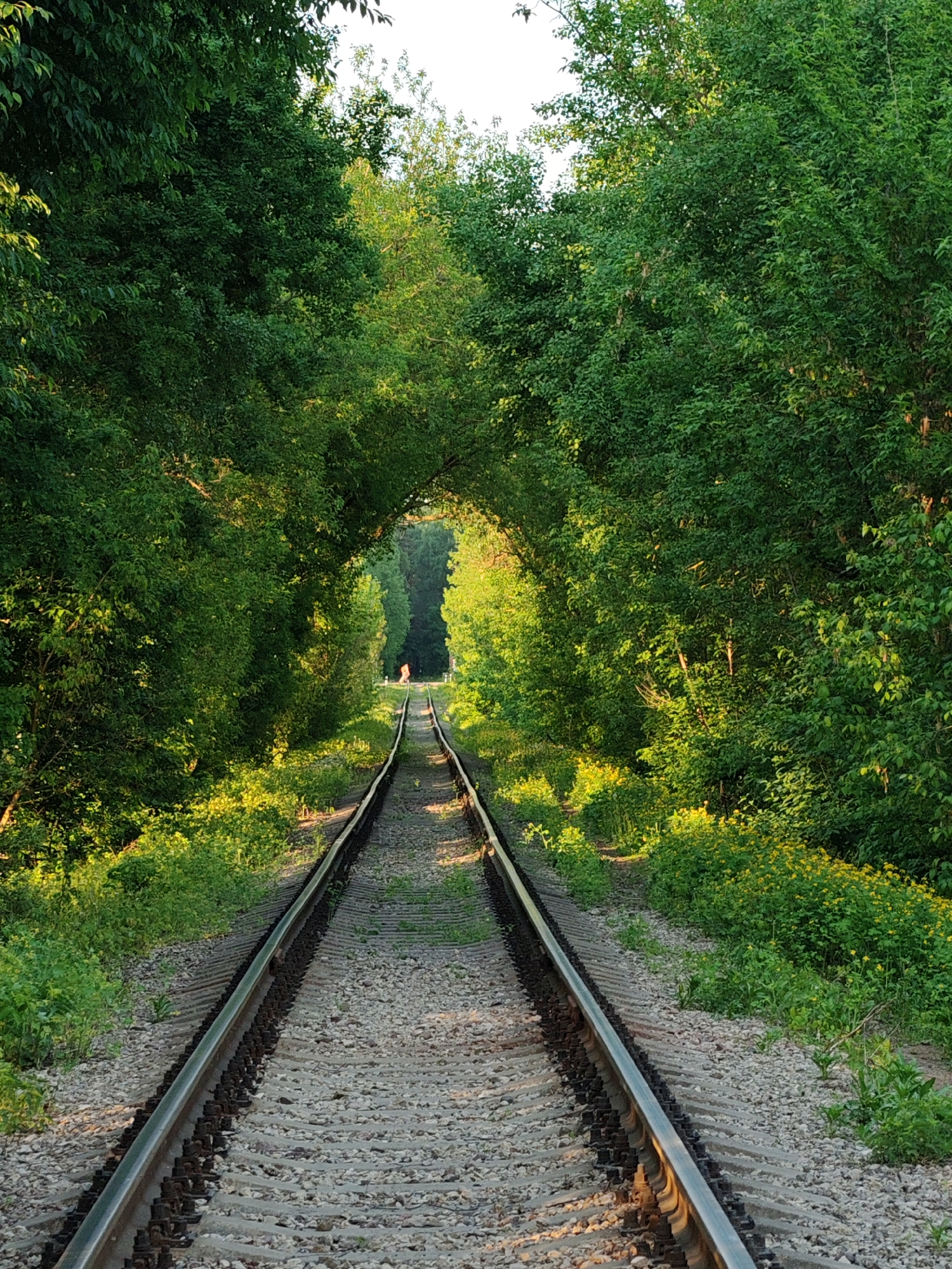 Tree-canopied railway tracks documented in Mikhnevo, Russia