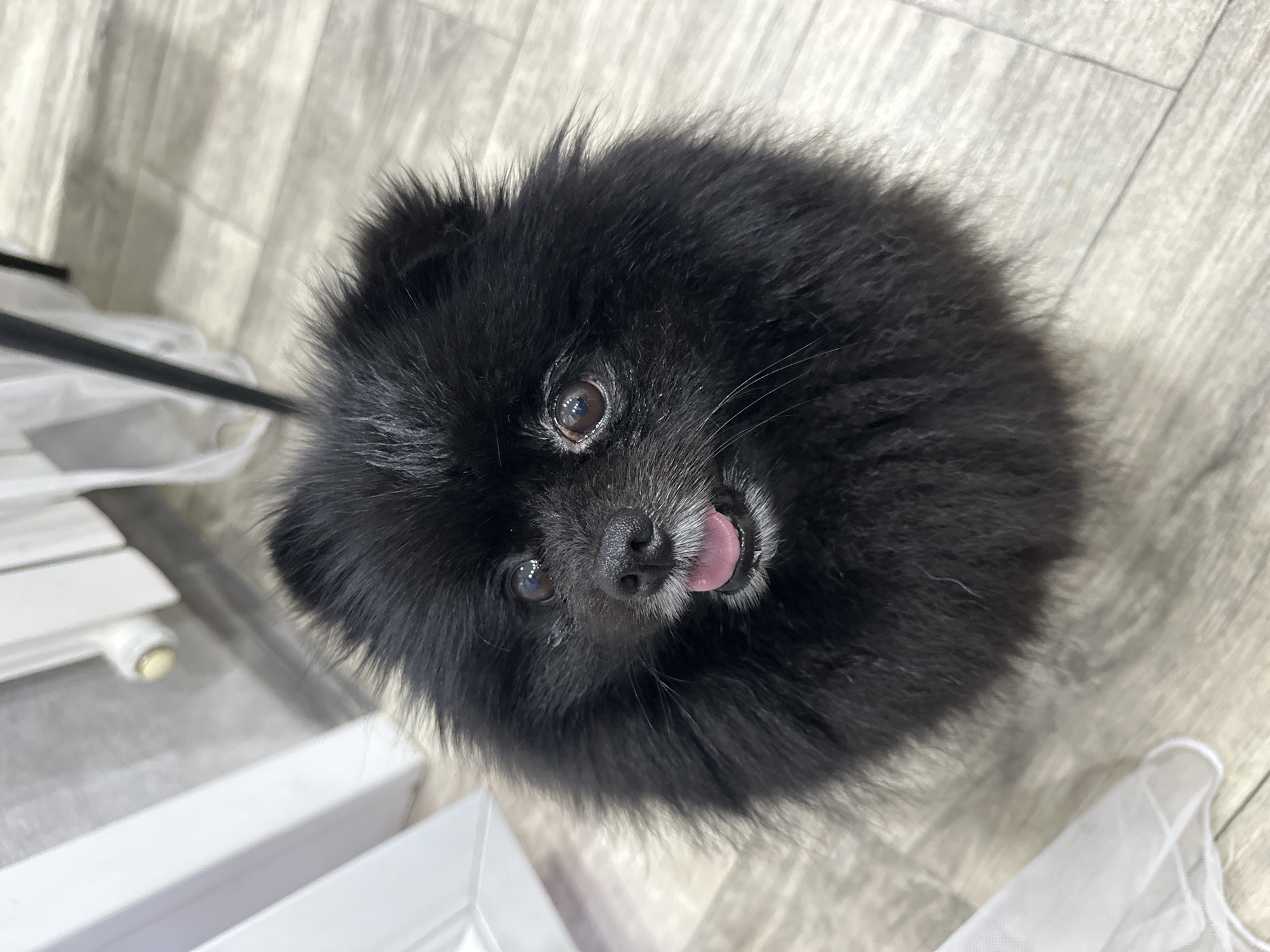 Black Pomeranian relaxes at home in Petropavl