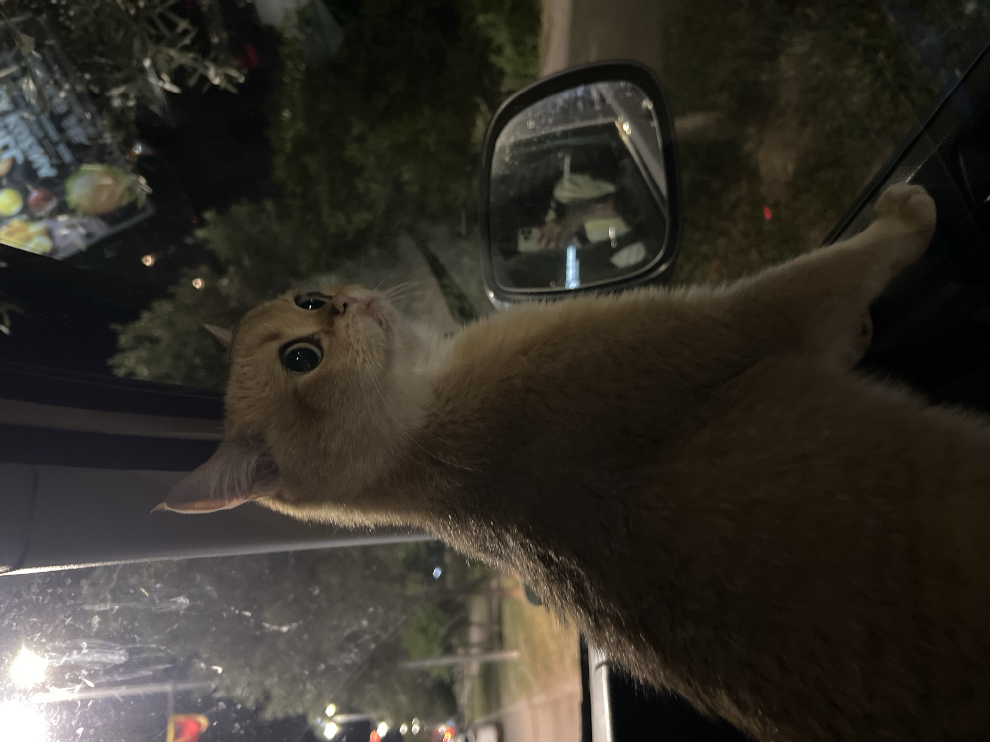 Cat clings to vehicle window in Montenegro evening scene