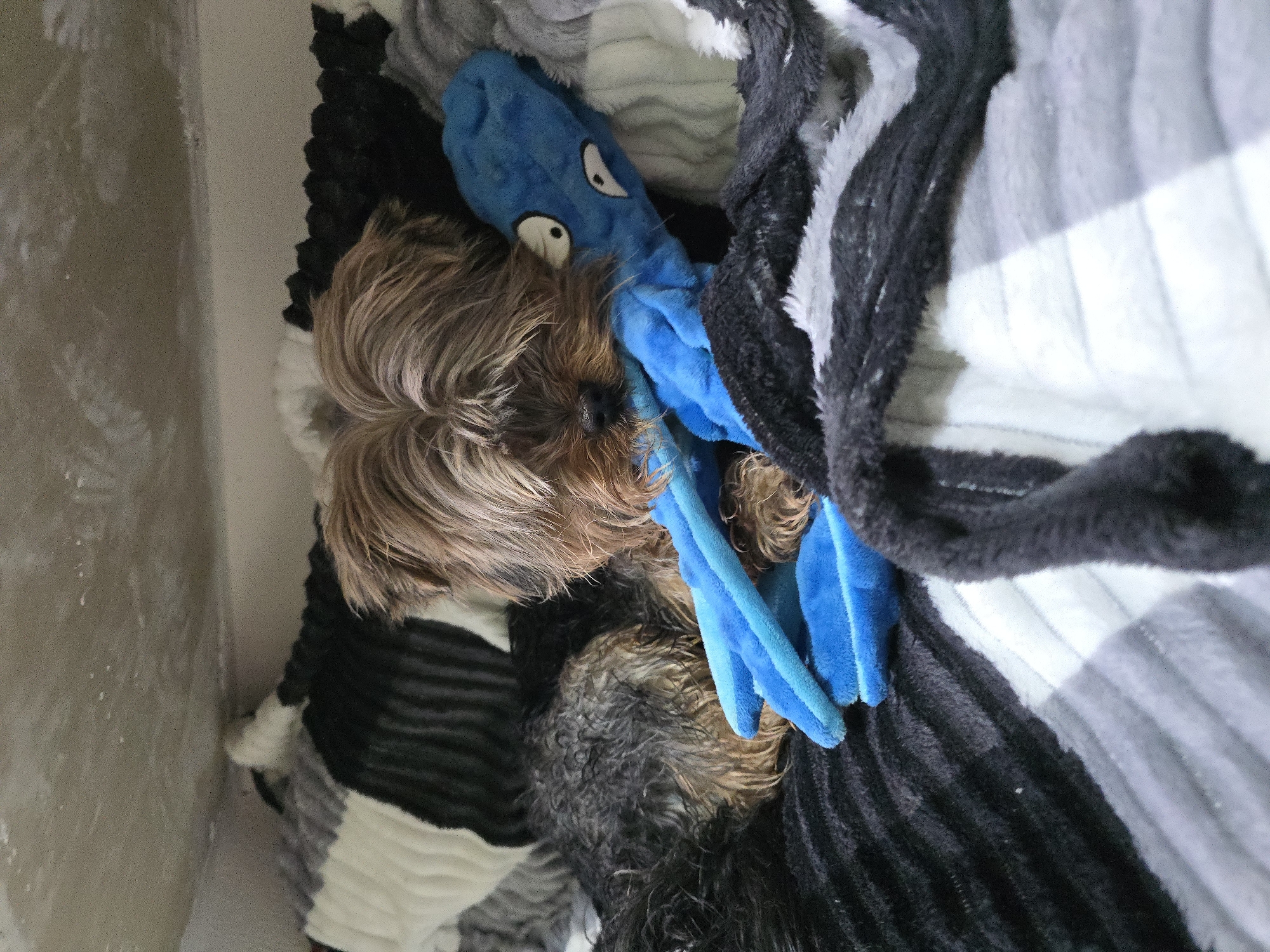 Yorkshire Terrier and baby share quiet morning moments in Perm