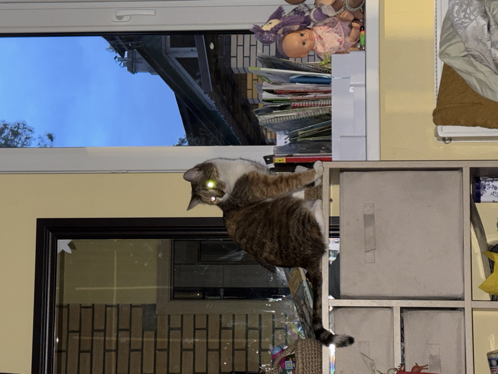 Household pets observed during evening hours in Russian residence
