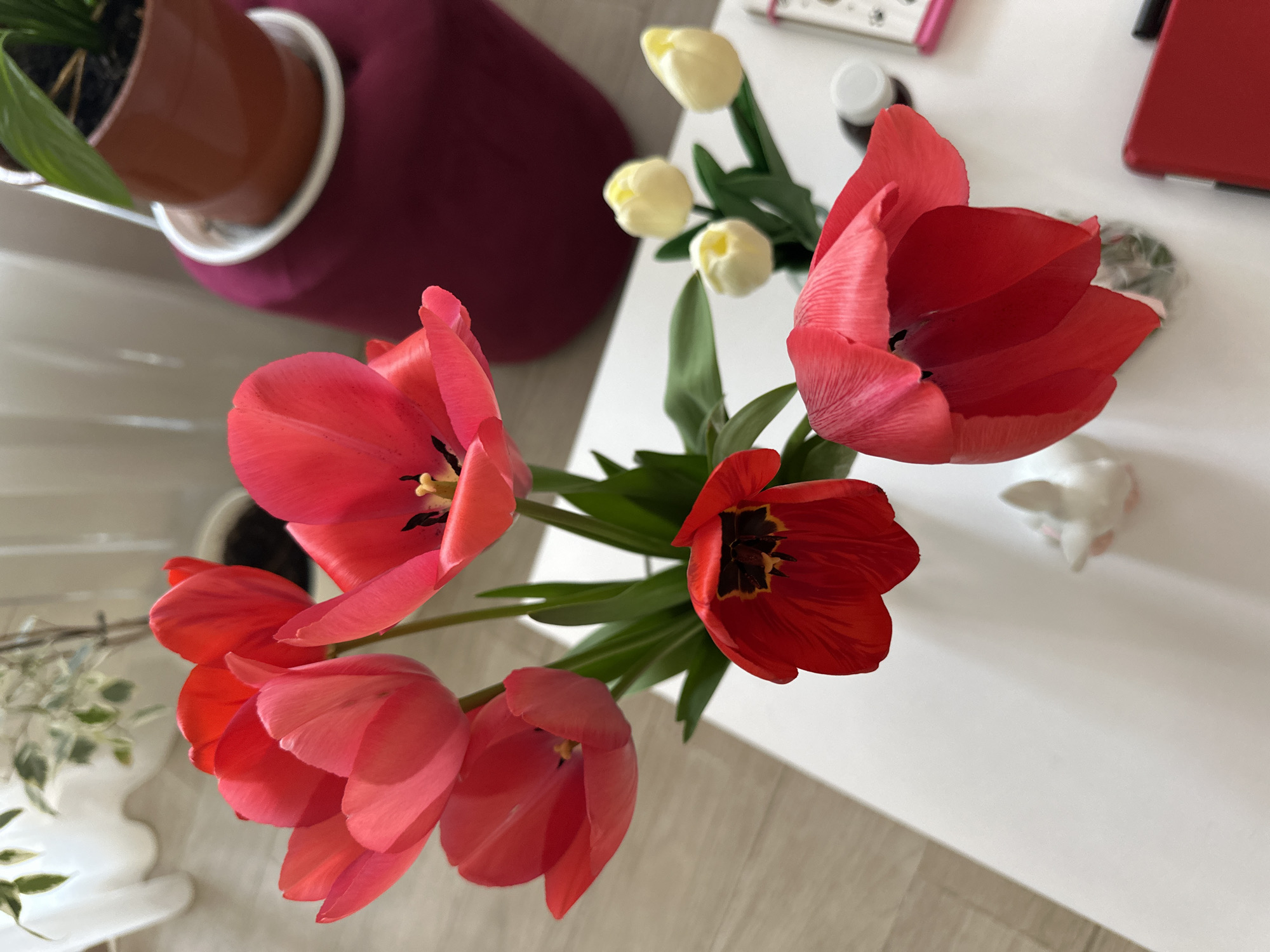 Spring tulip arrangement spotted on table in Sofia