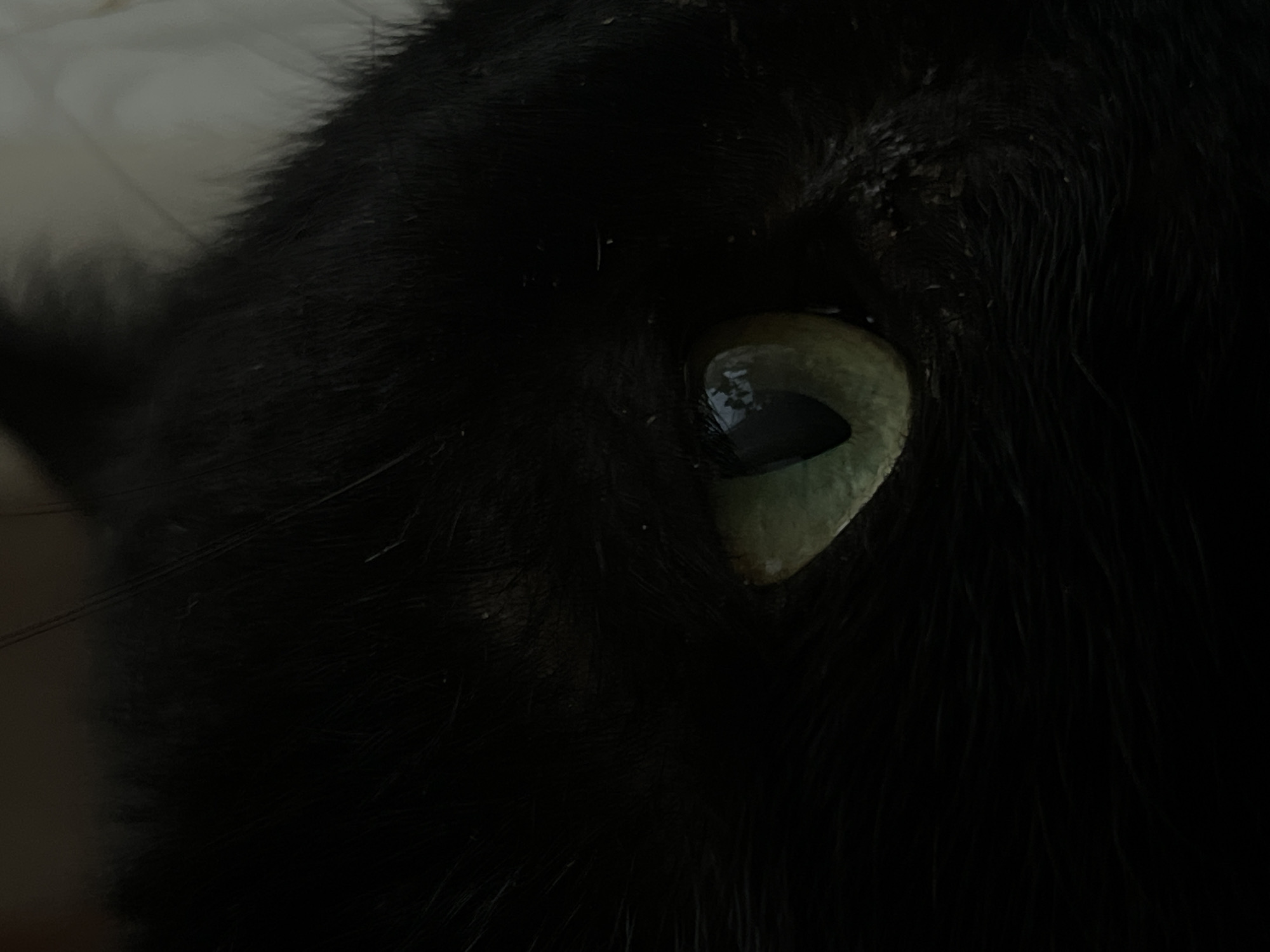 Black cat with green eyes photographed in Vratsa Bulgaria