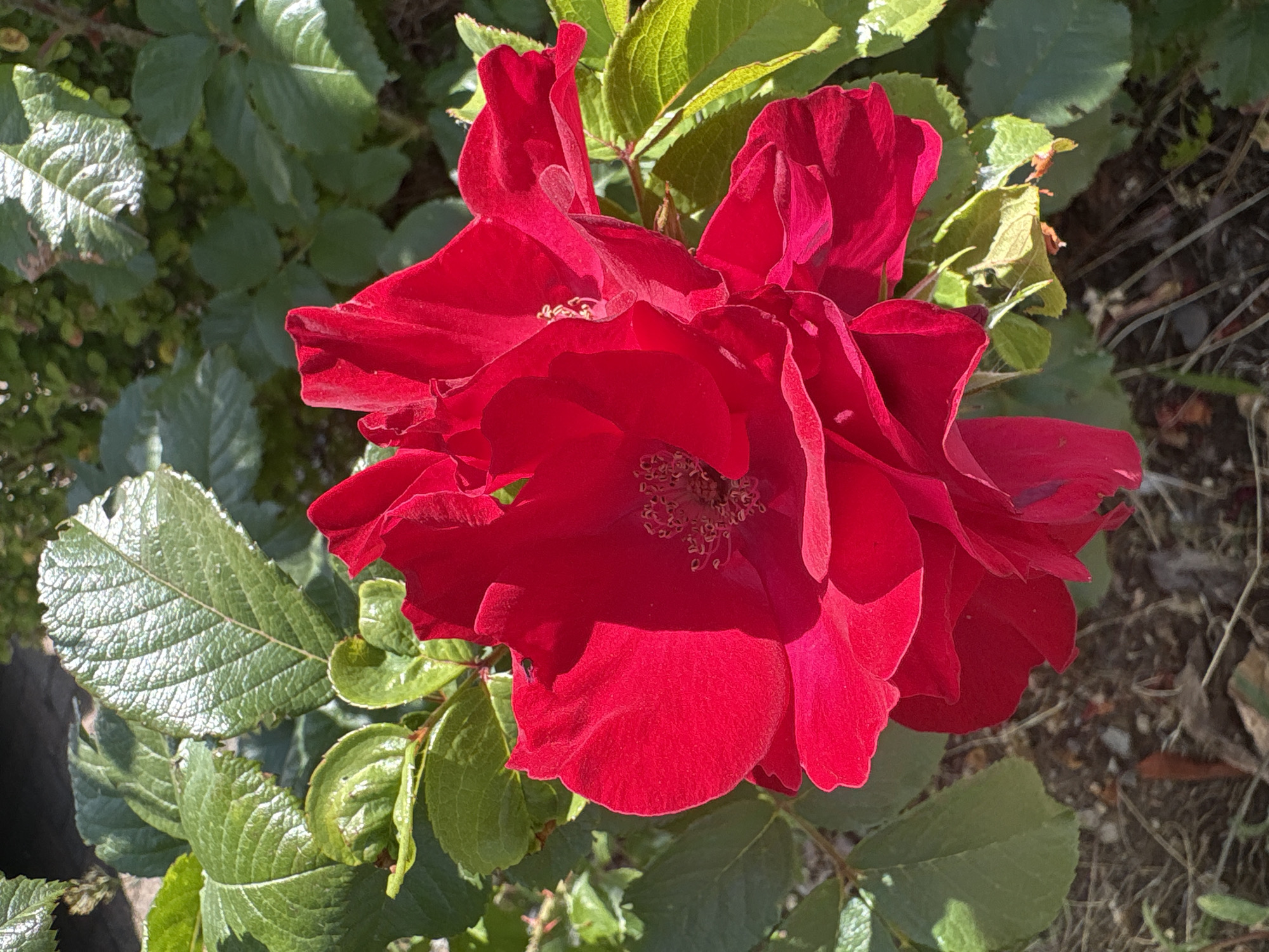 Close-up tour of a Chelmsford garden in midsummer bloom