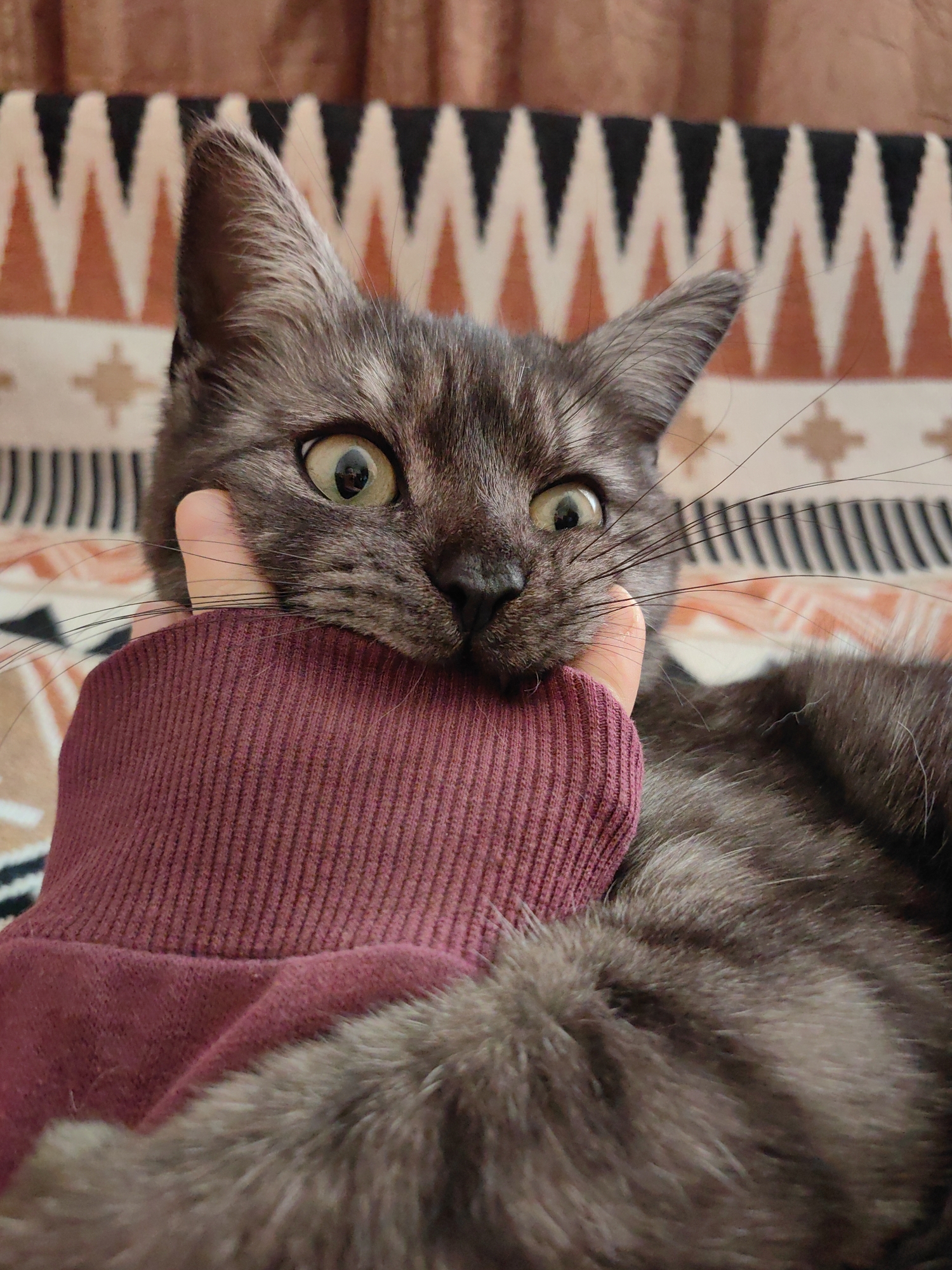 Gray cat photographed with green eyes in Ukraine