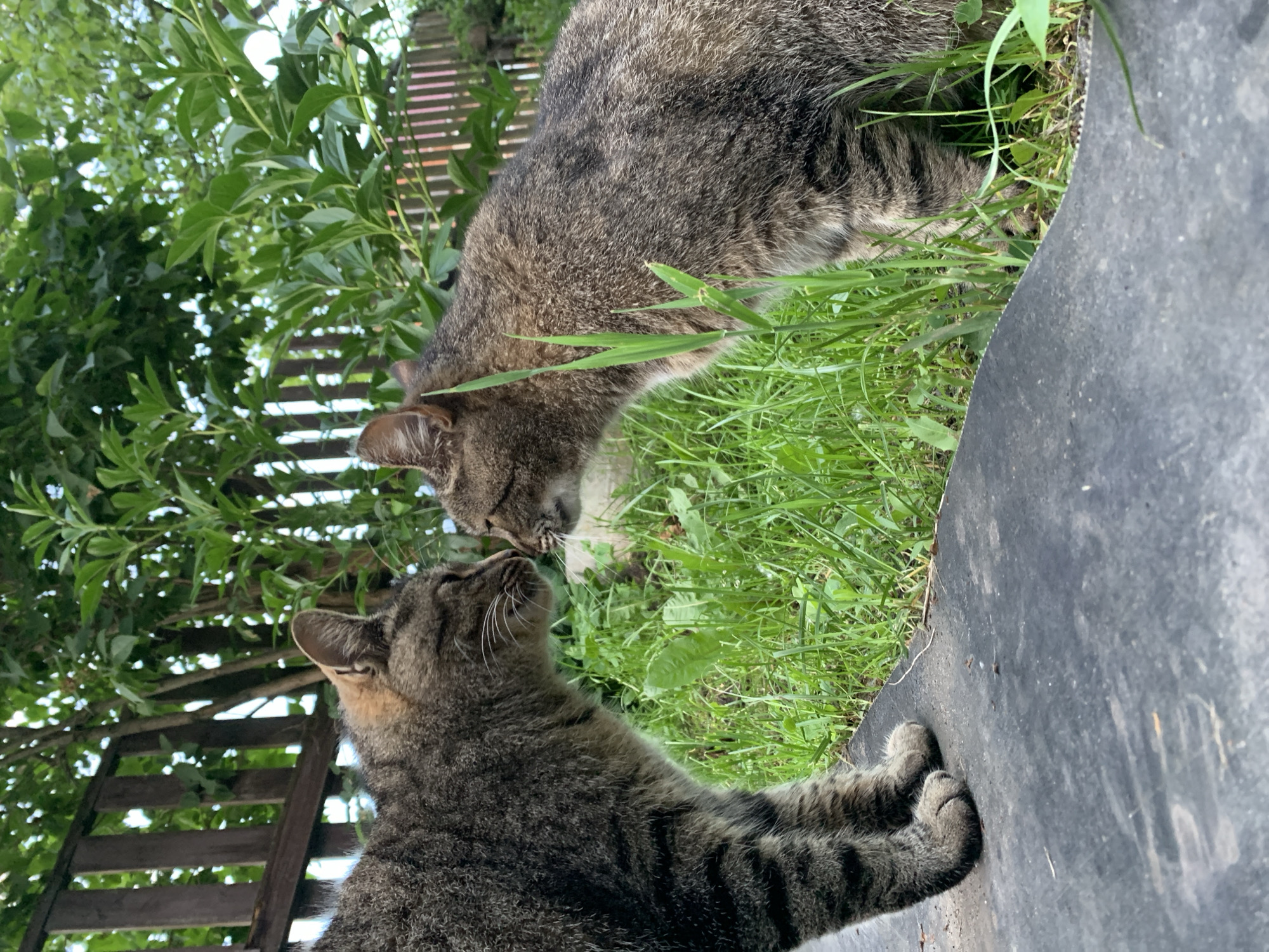 Tabby cats hanging out in a Gatchina backyard on a summer evening