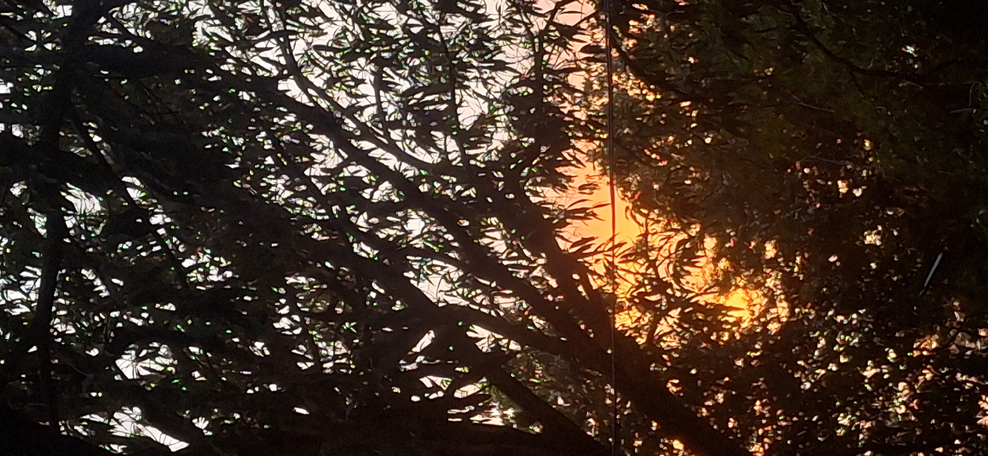 Sunset captured through trees in Vallecito, Venezuela