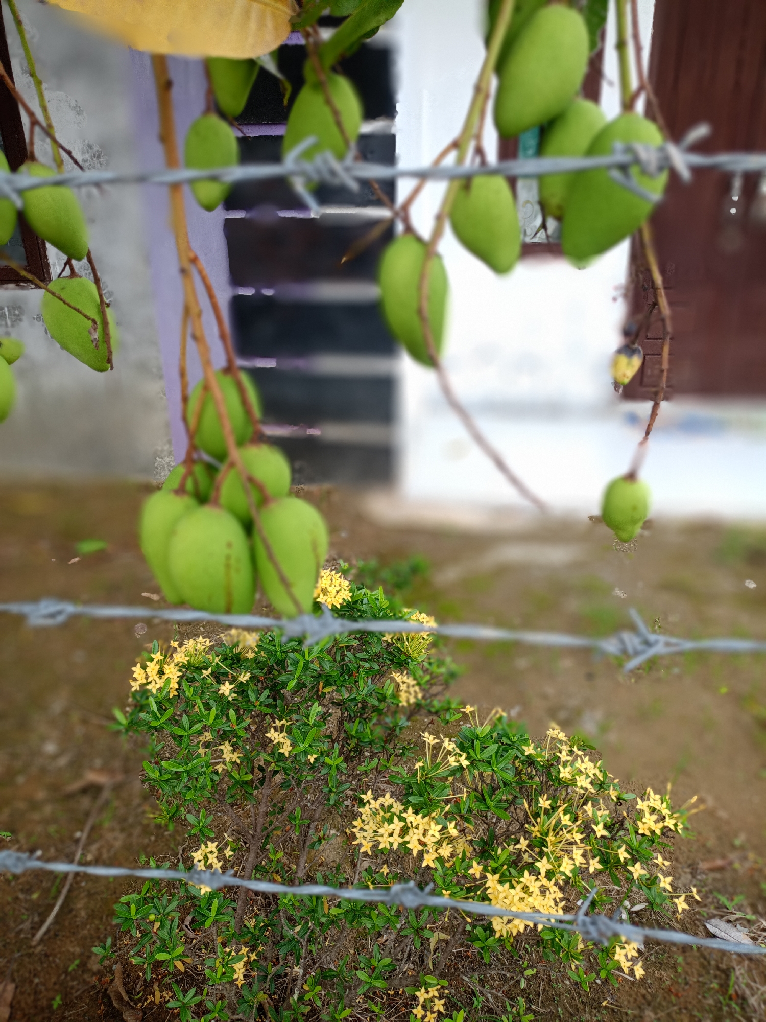 Morning botanical survey documents tropical flora in Indonesian villages