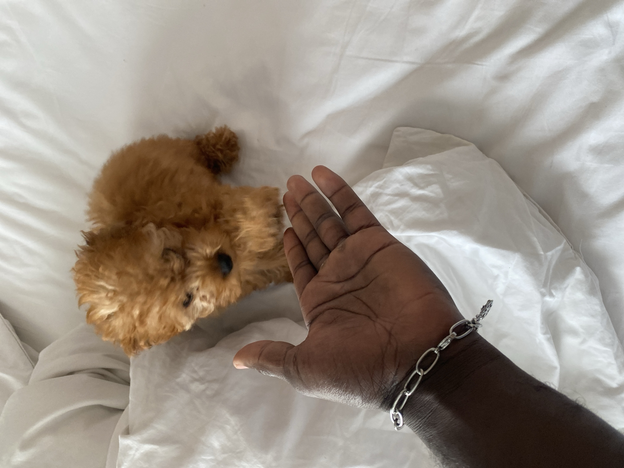 Puppy, flowers, and a villa day in Kediri