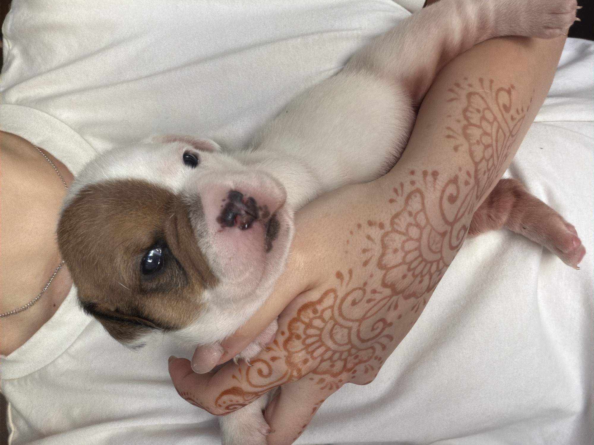 Woman with puppy photographed in early morning Sofia encounter