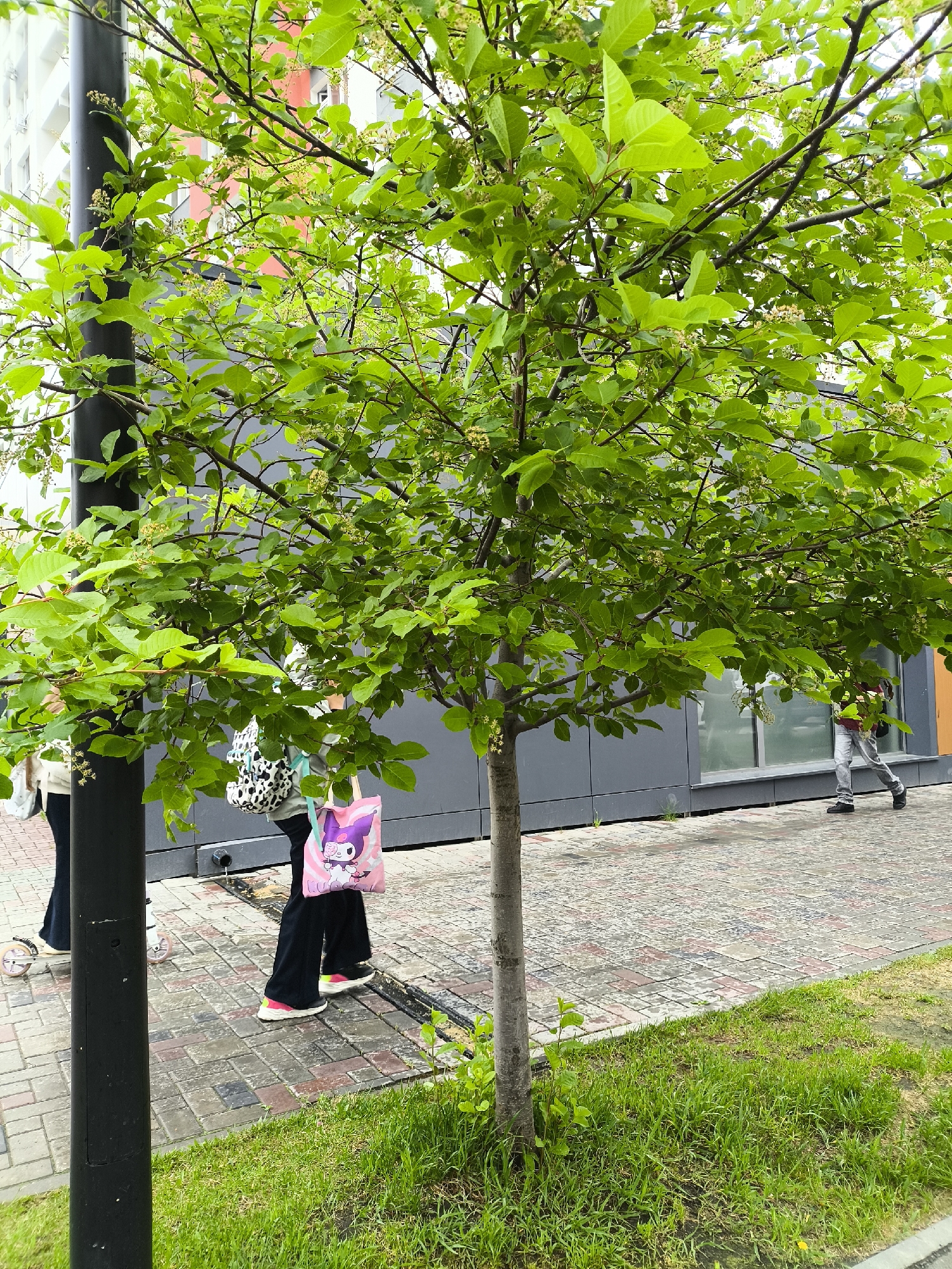Spring blooms observed on Tyumen street scene