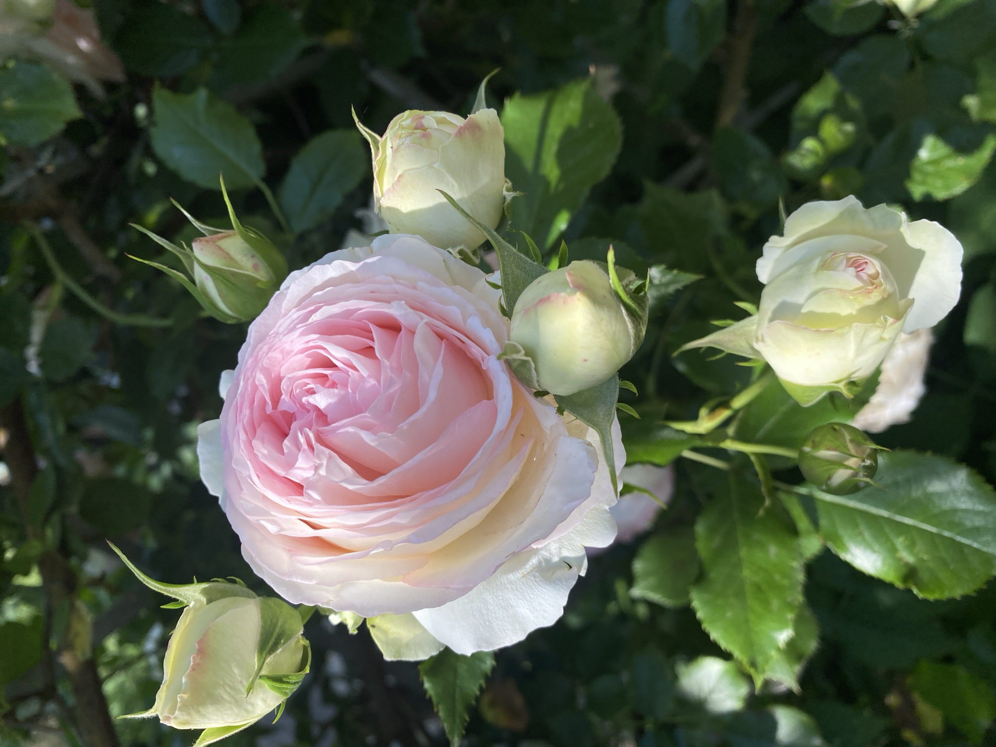 Pink rose in full bloom, close-up in Stavropol garden