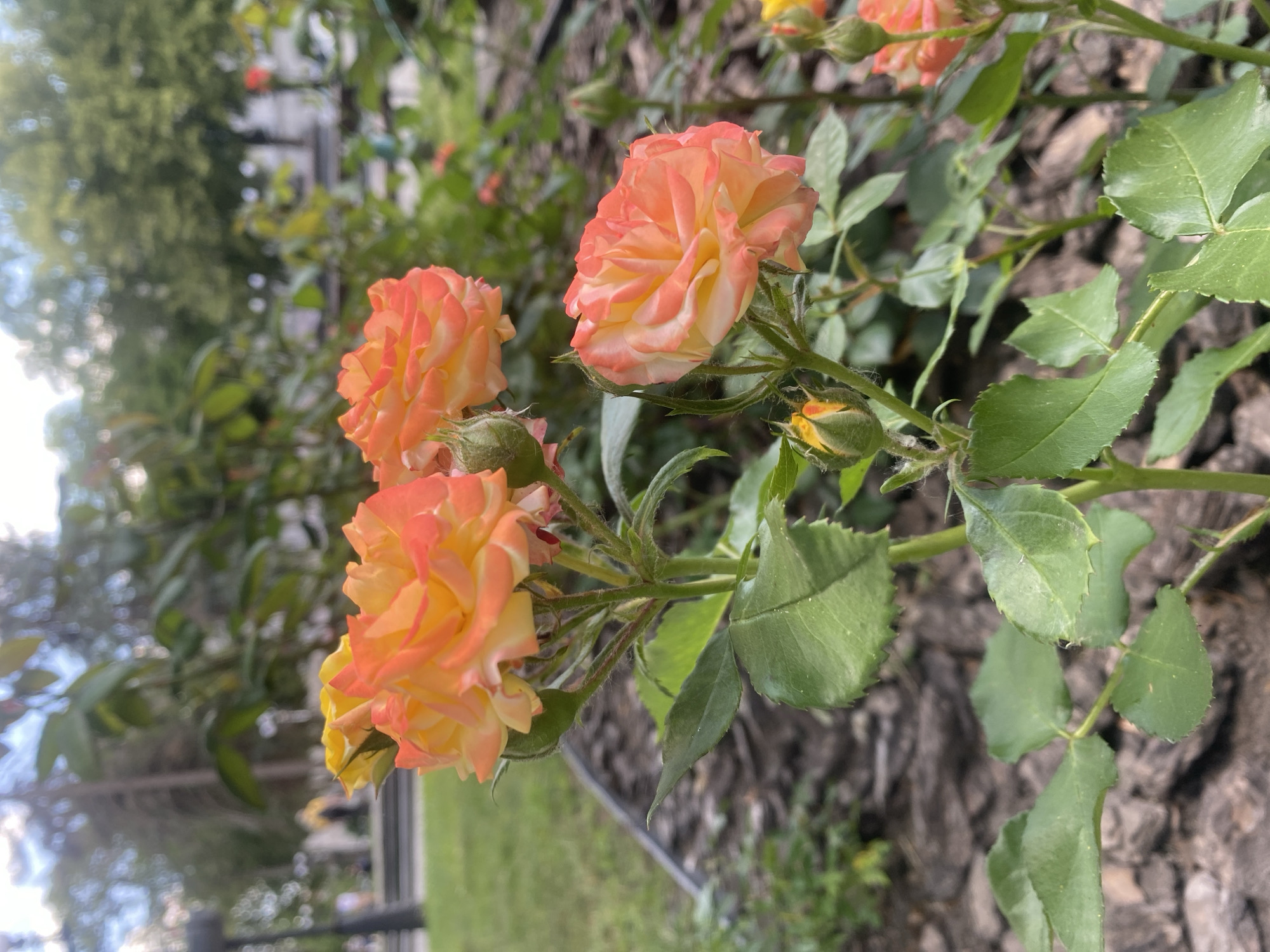 Woman documents morning visit to Chernihiv parks and memorials