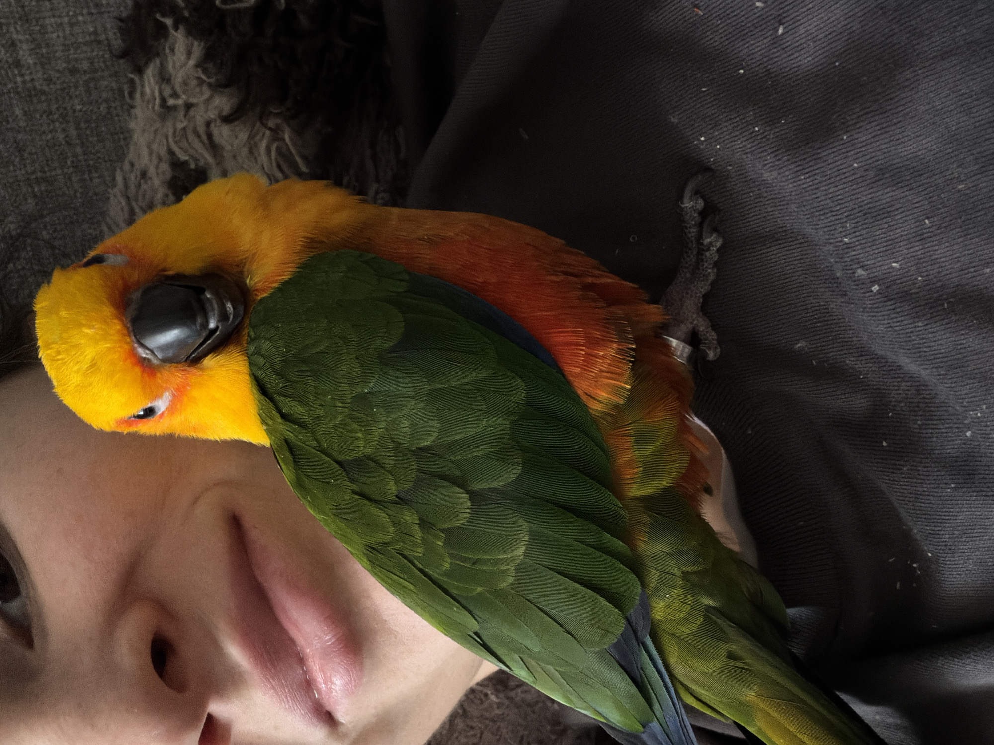 Khimki resident documents daily life with pet parrot