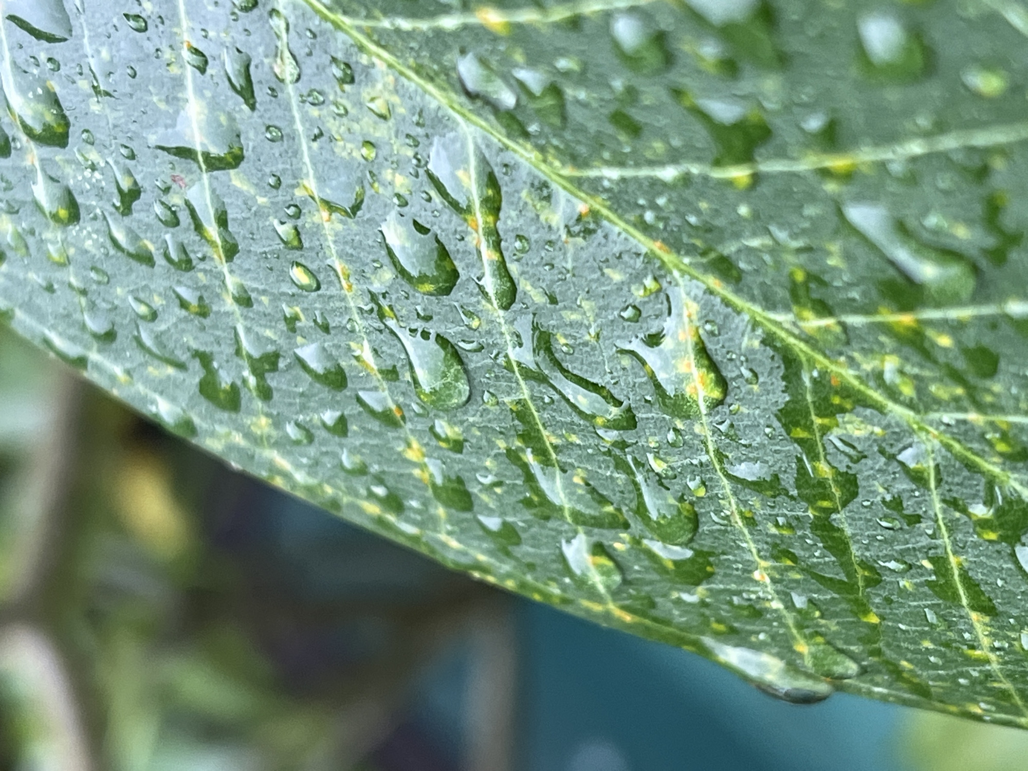 Evening rainfall documented in Ubud citrus gardens