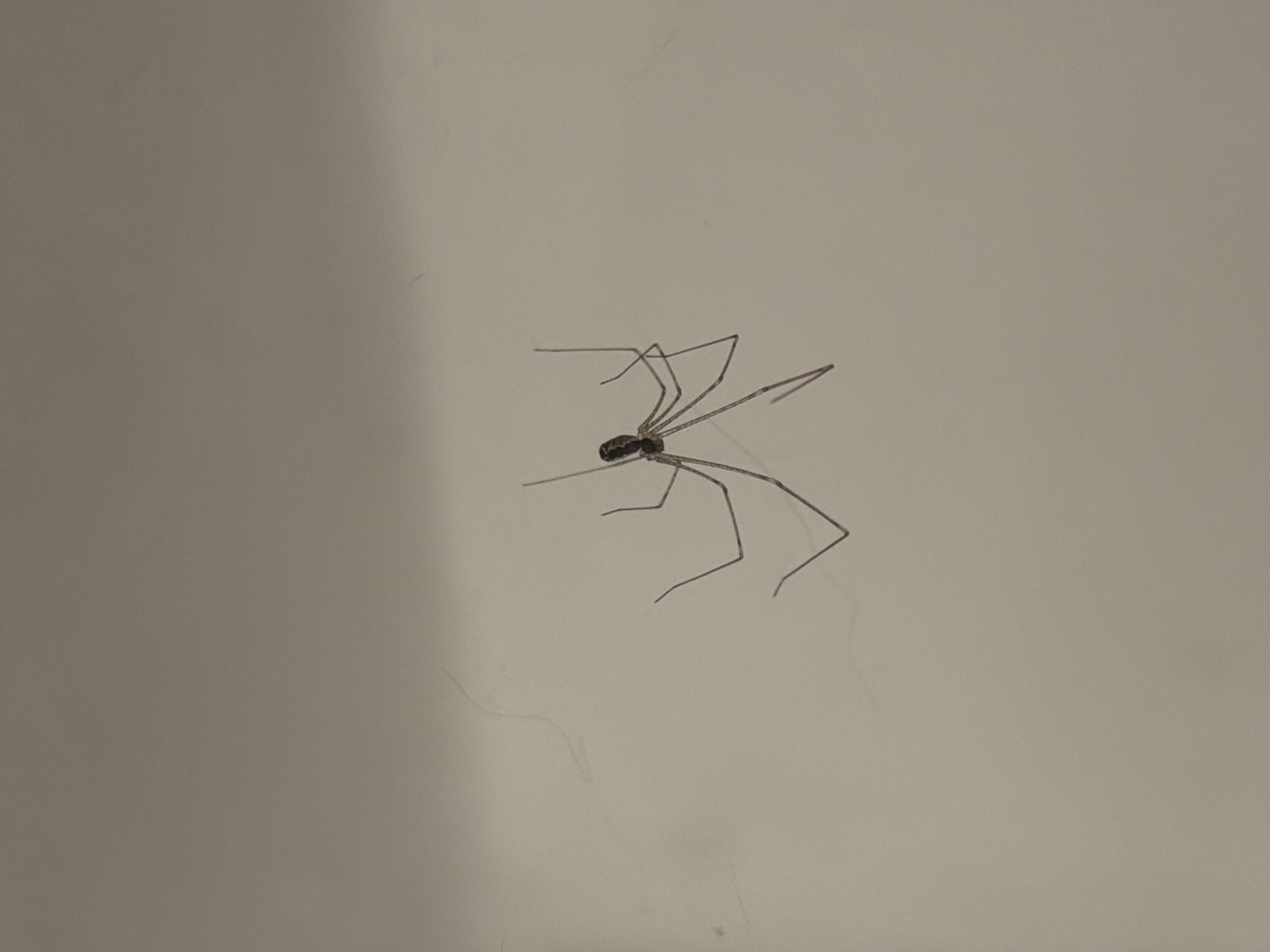 Spider spotted on white surface in Milan
