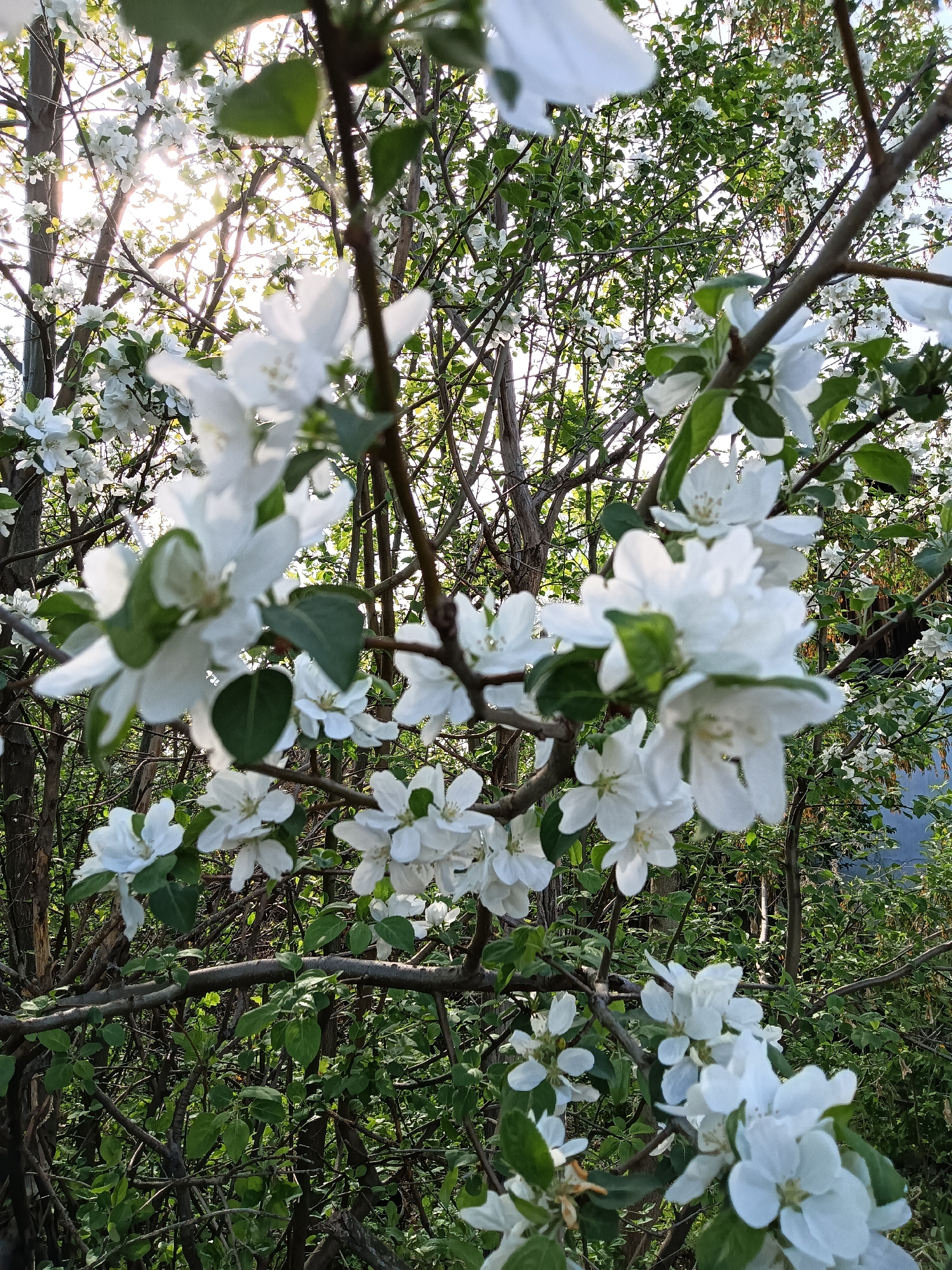 Spring bloom documentation captured in Glubokoe, Kazakhstan