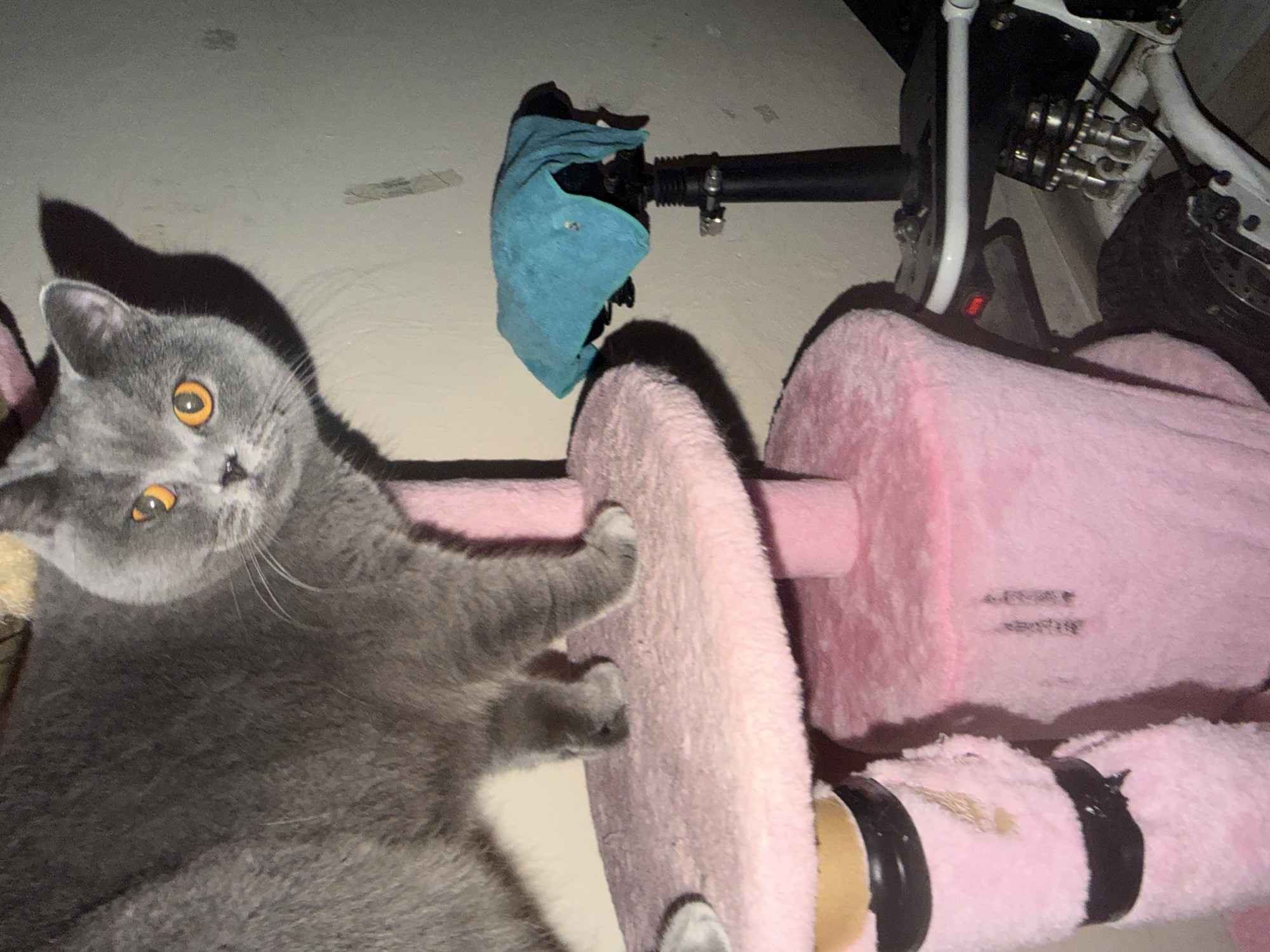 British Shorthair cat at home, Szczecin evening