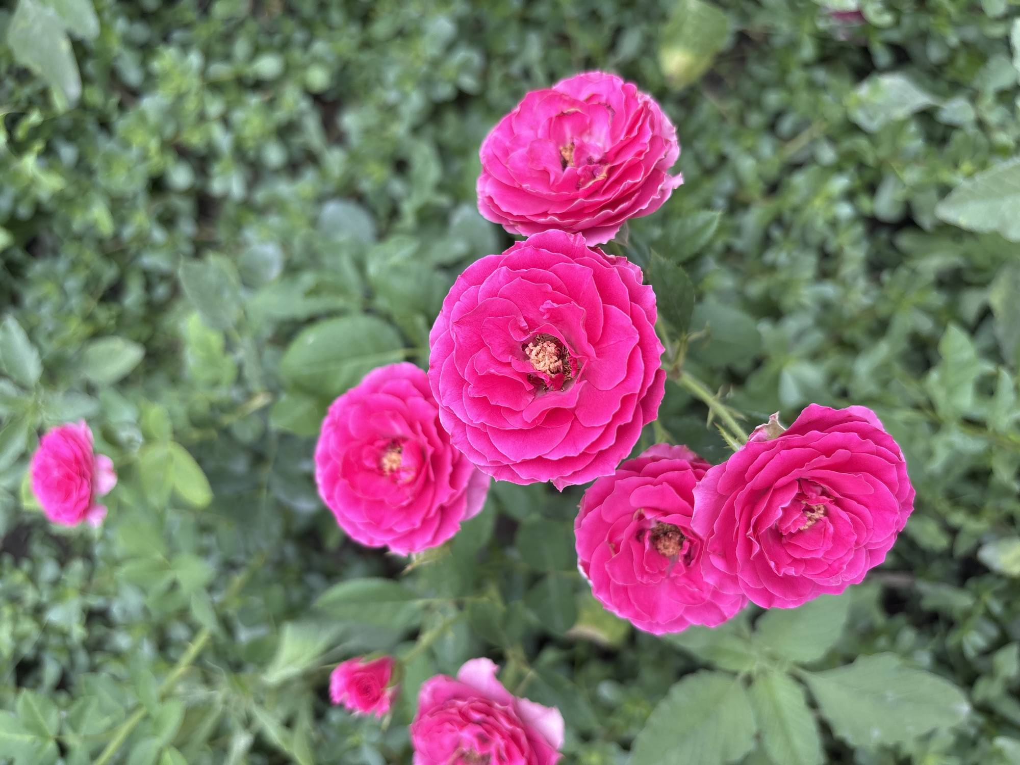 Close-up look at blooming roses and daisies in Taraz