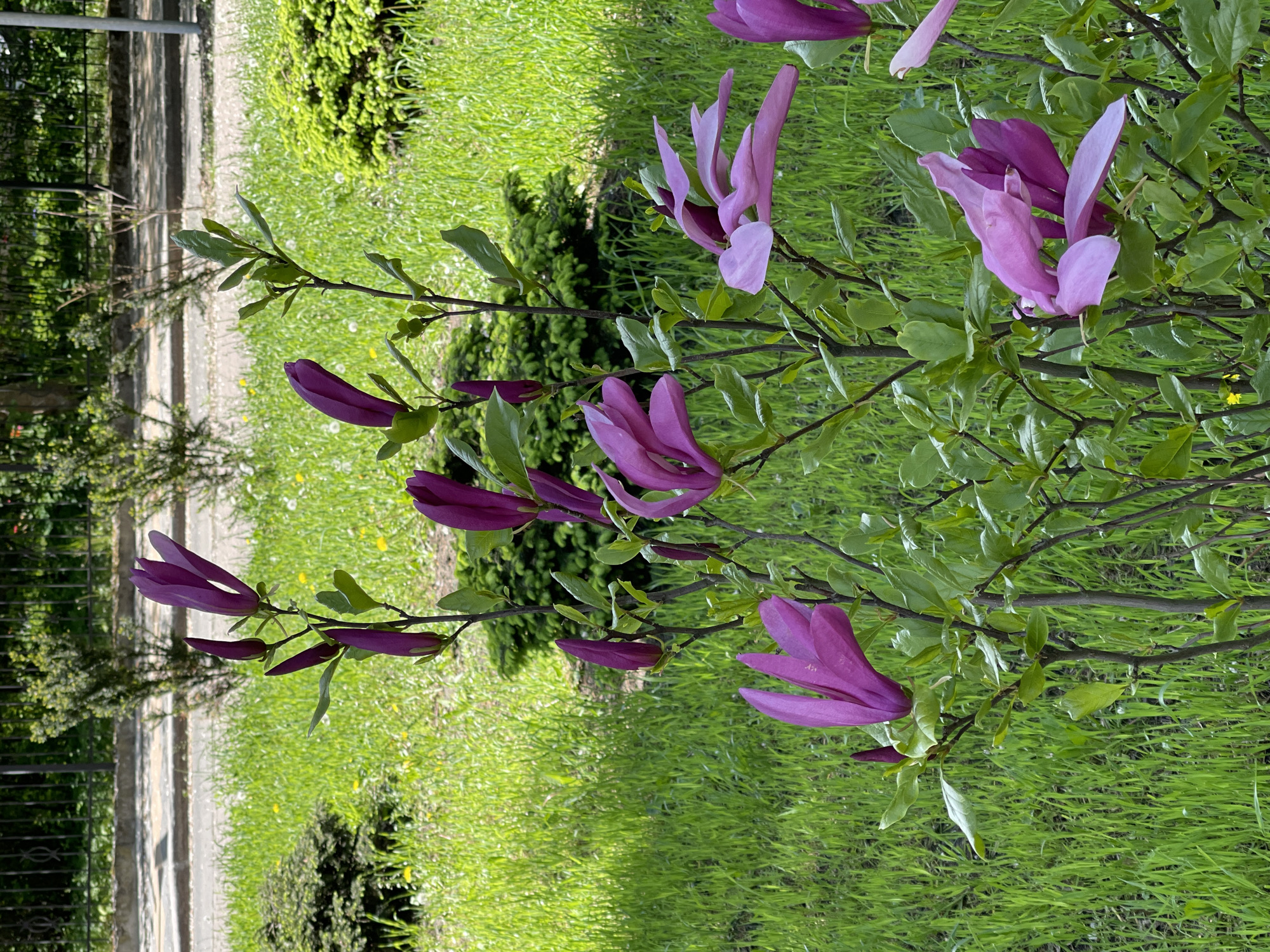 Spring bloom documentation captured across Kaliningrad parks and gardens