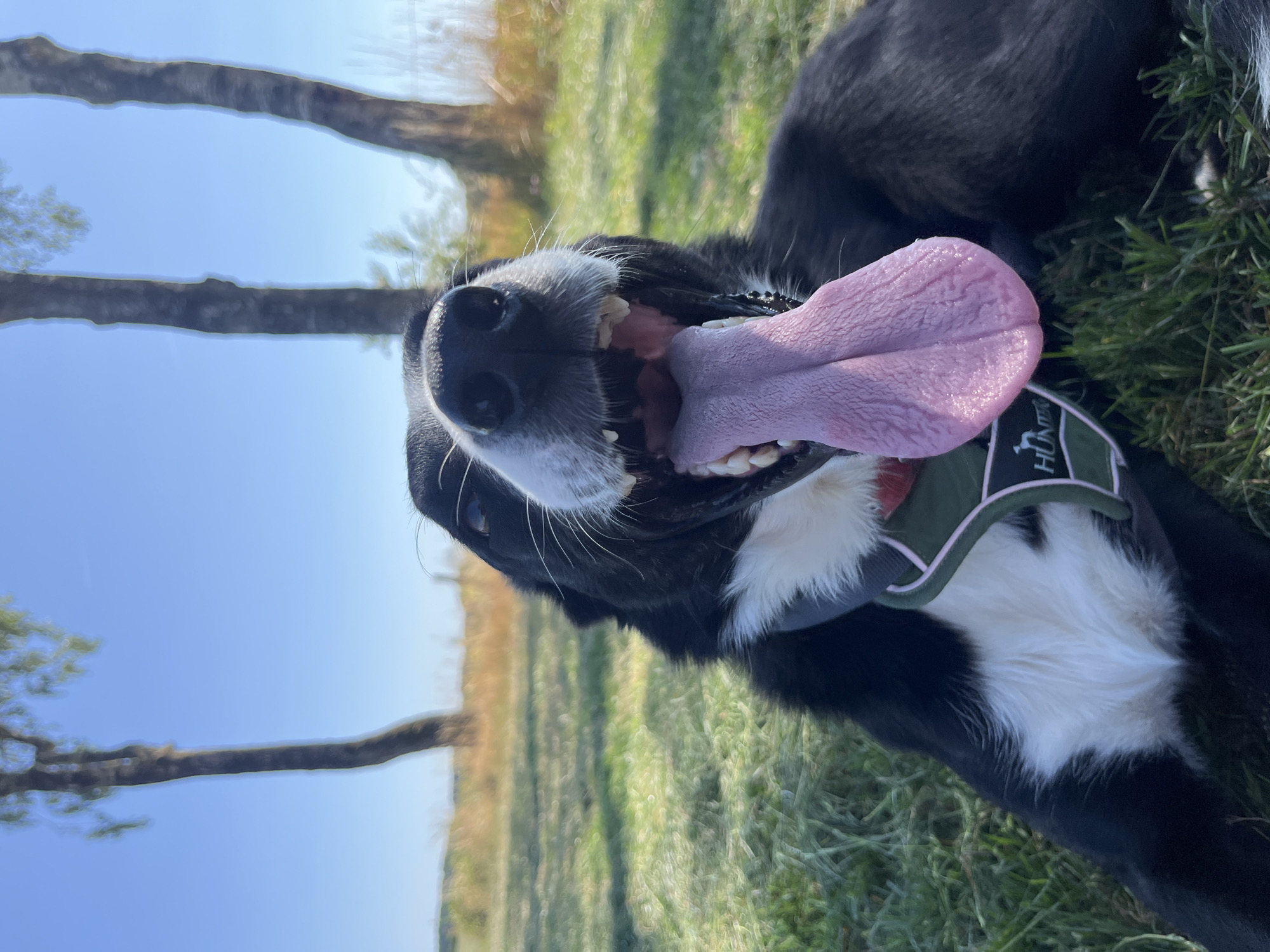 Lazy afternoon with a panting dog in Amel, Belgium
