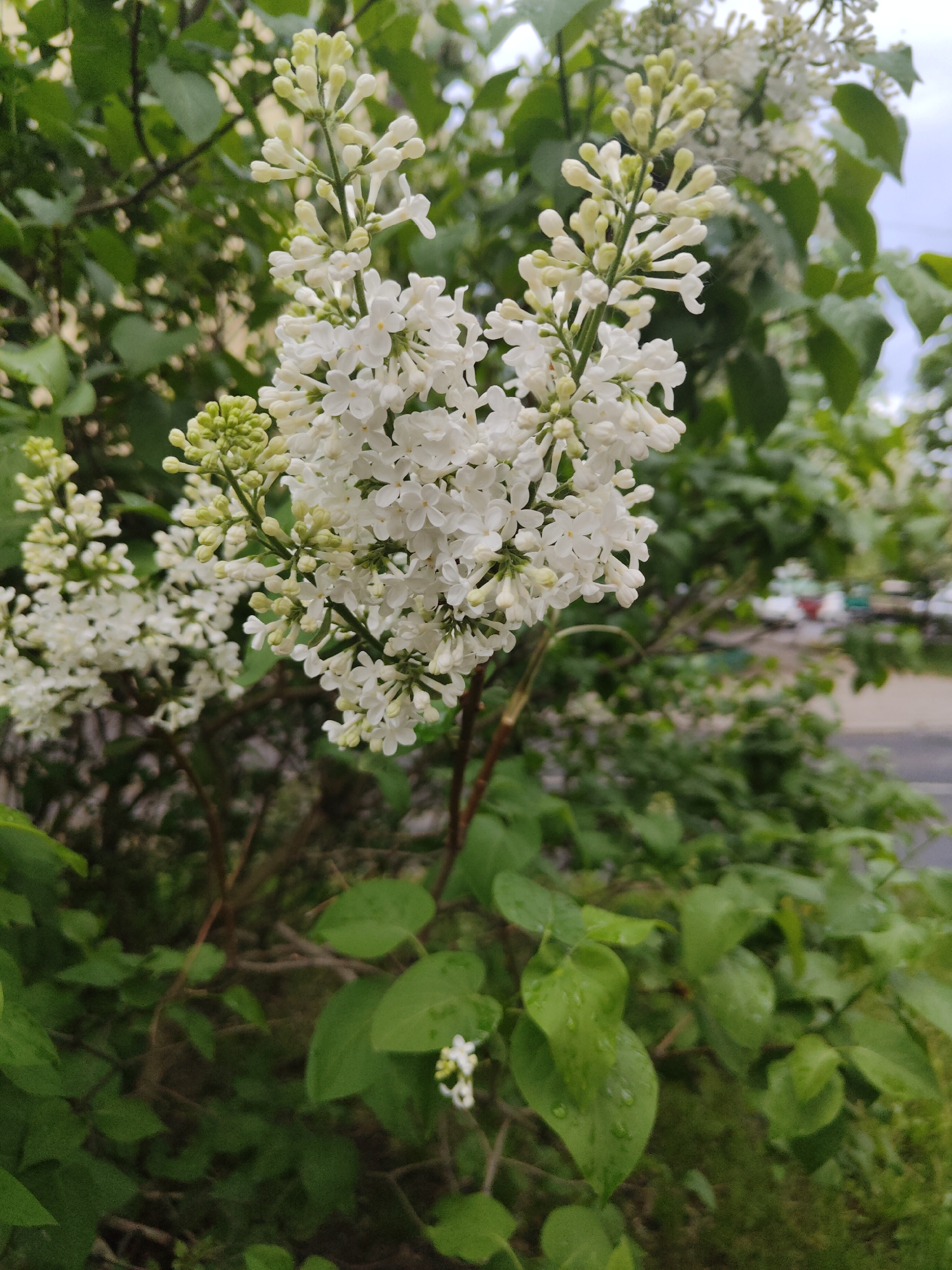 Spring day scenes captured across Minsk residential areas