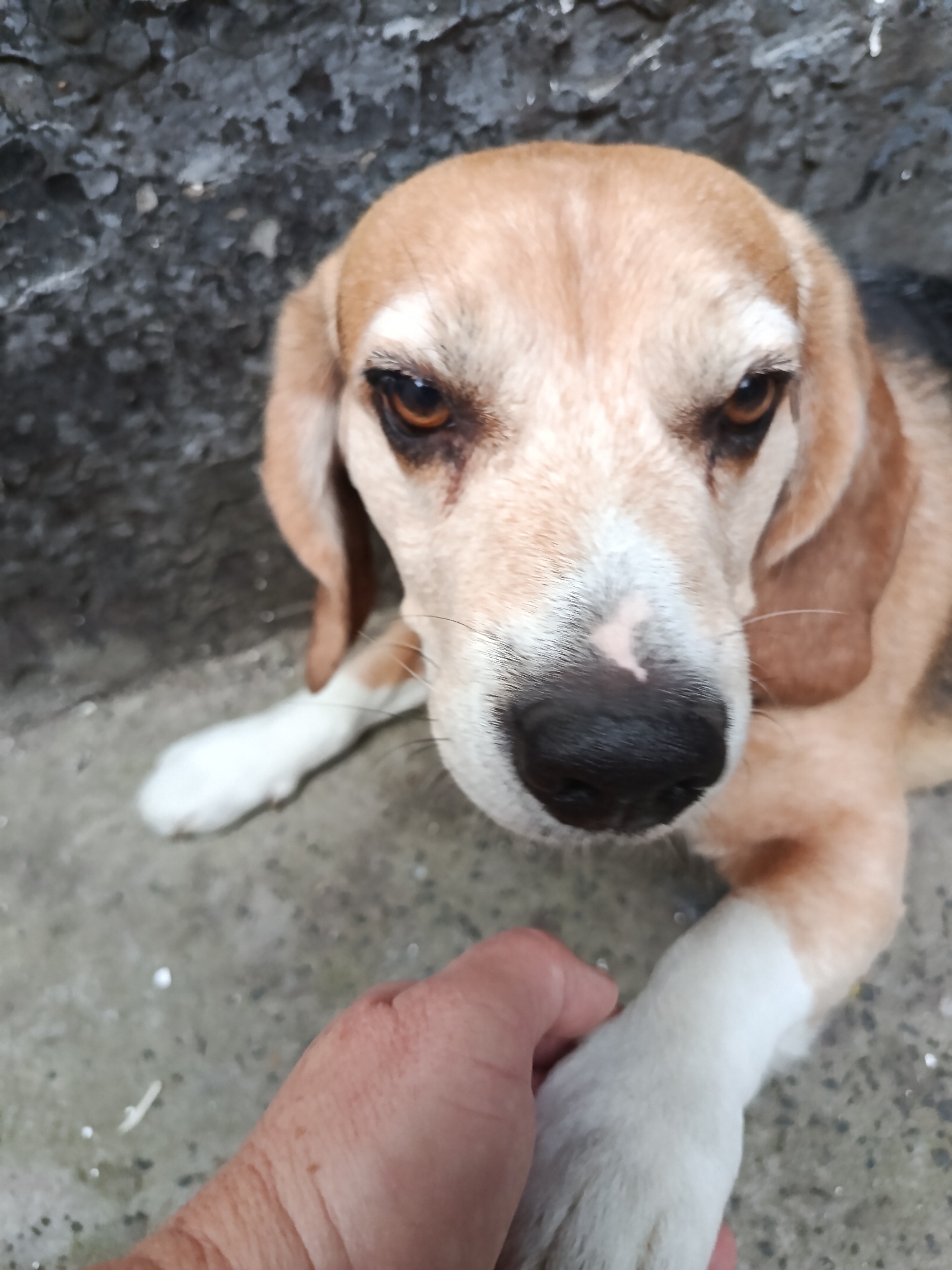 Summer garden walk in Smila with blooms, fruit, and a beagle