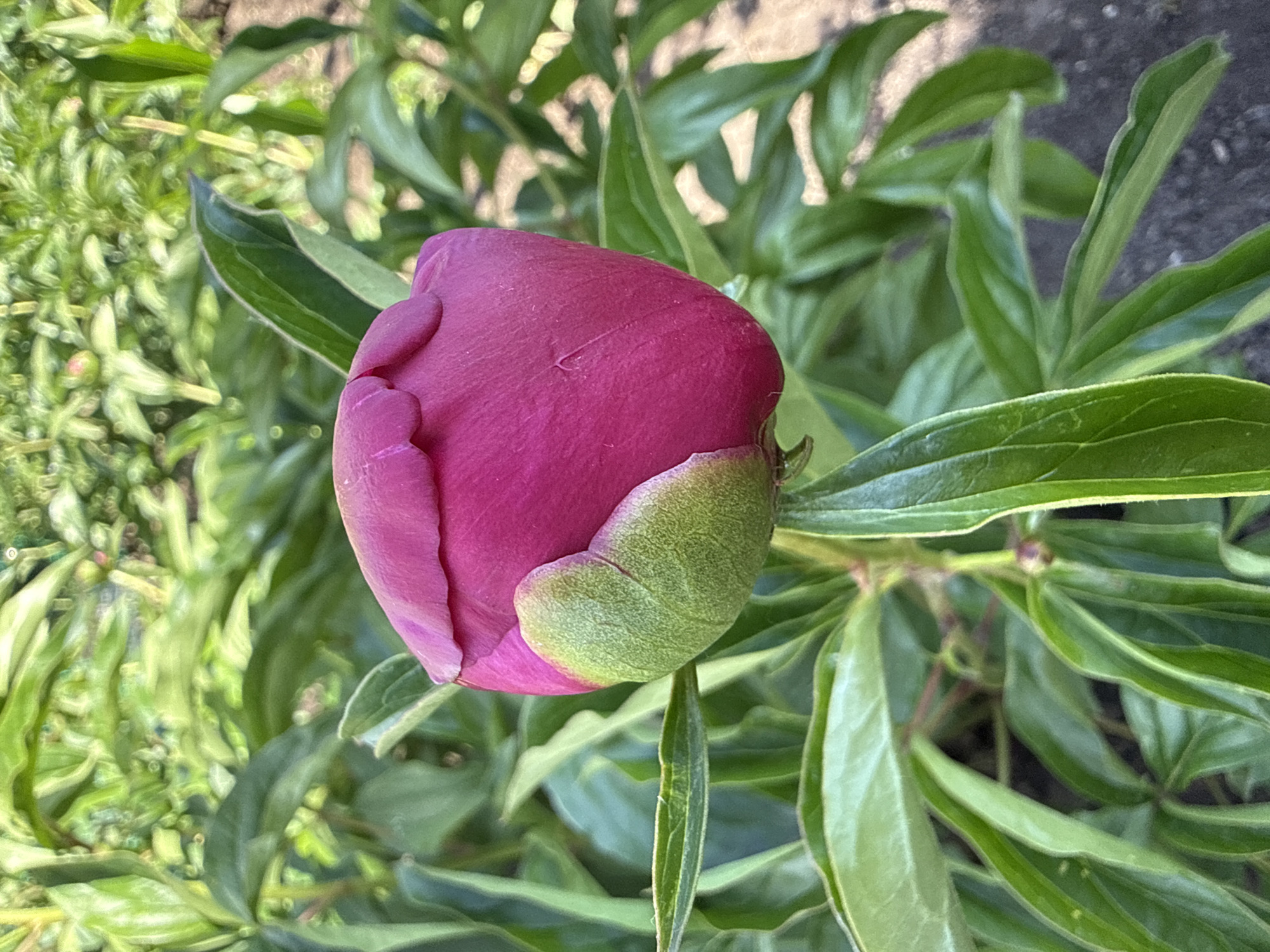 Garden blooms and botanical life documented in 22-minute span